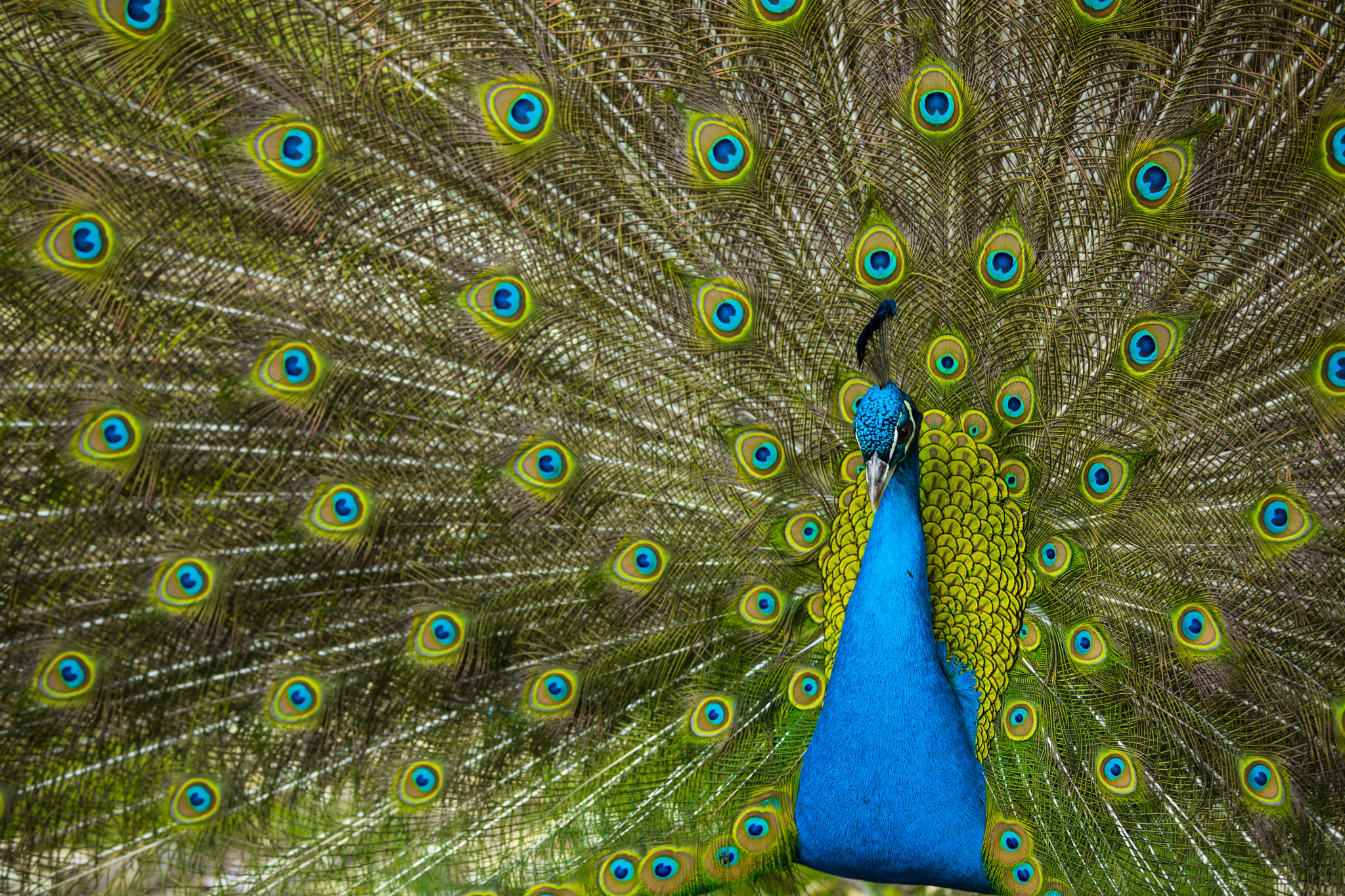 peafowl