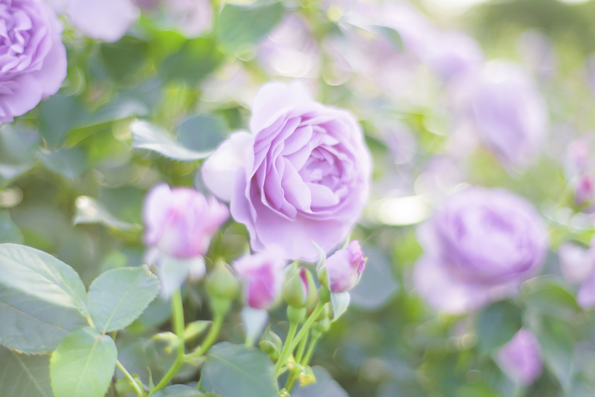 ZEISS Planar T* 50mm F1.4 sample photo. Purple rose "shinoburedo" photography