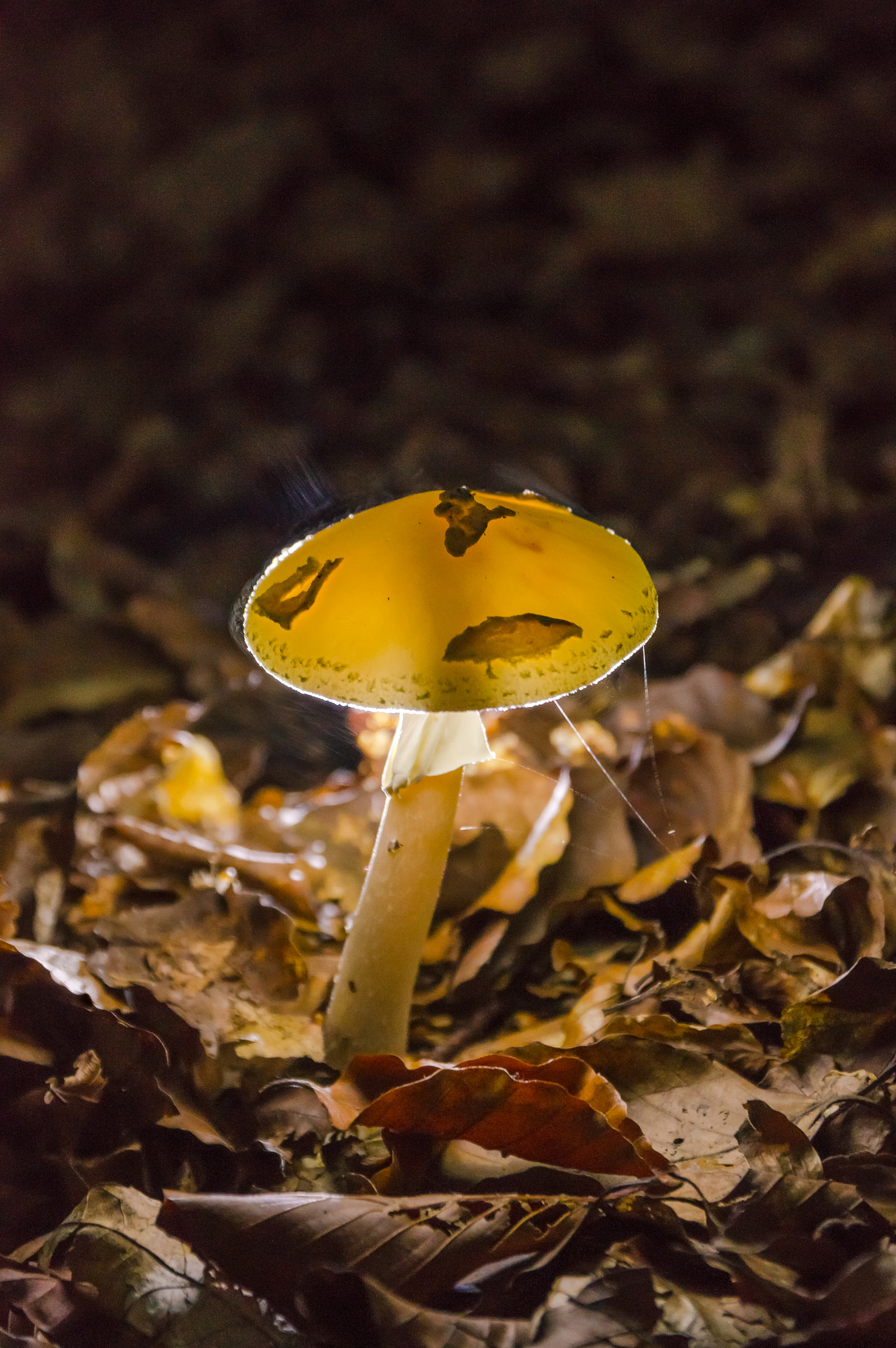 Sony SLT-A55 (SLT-A55V) + Sigma 17-70mm F2.8-4 DC Macro HSM sample photo. Danish forest floor photography