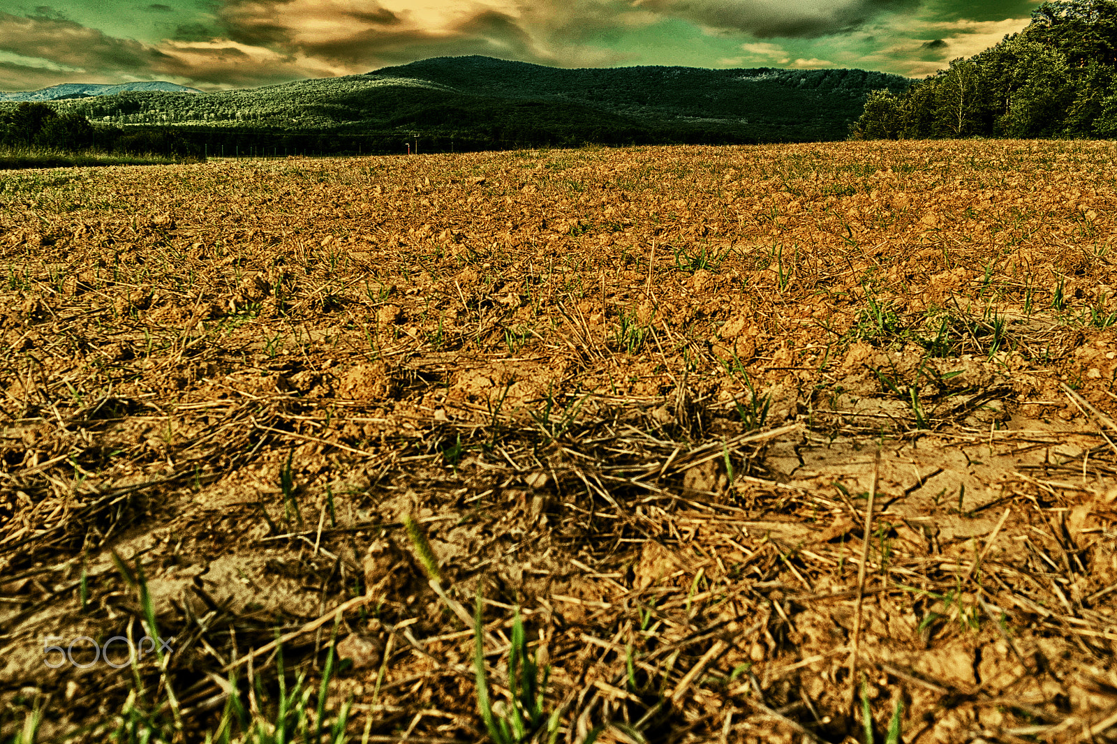 Samsung NX 20-50mm F3.5-5.6 ED sample photo. Field photography