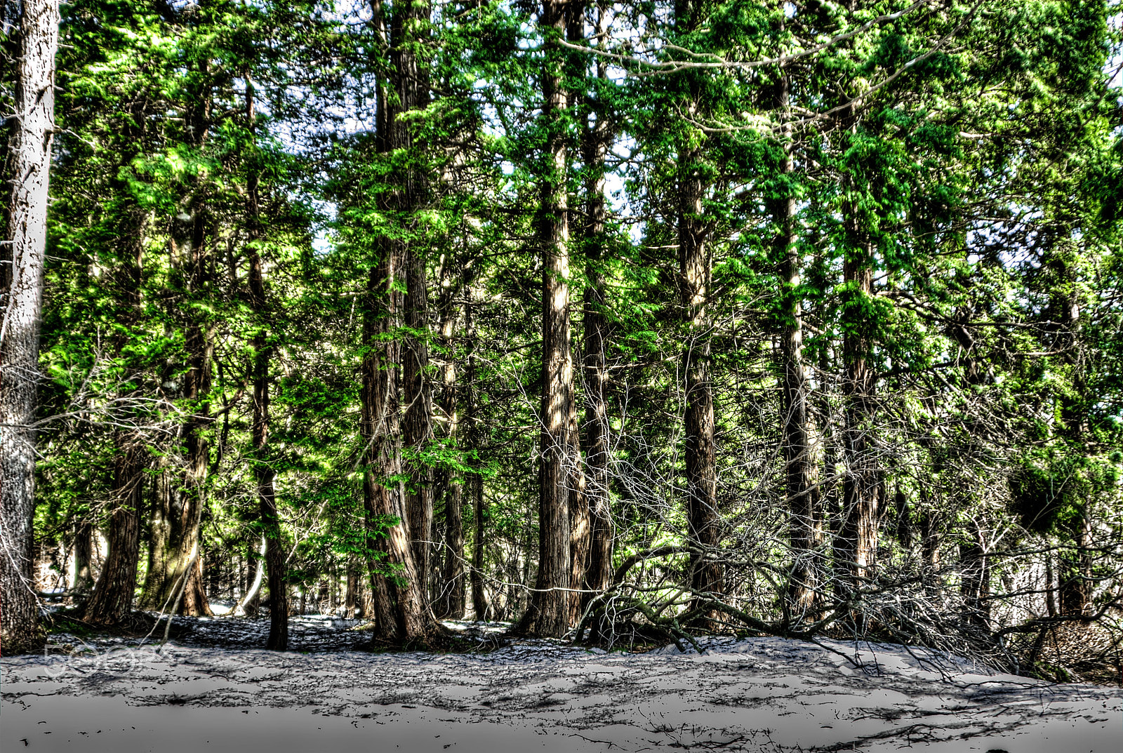 Nikon D200 sample photo. Okayama prefectural forest park cedar photography