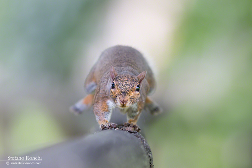 Canon EF 300mm F2.8L IS USM sample photo. The run photography