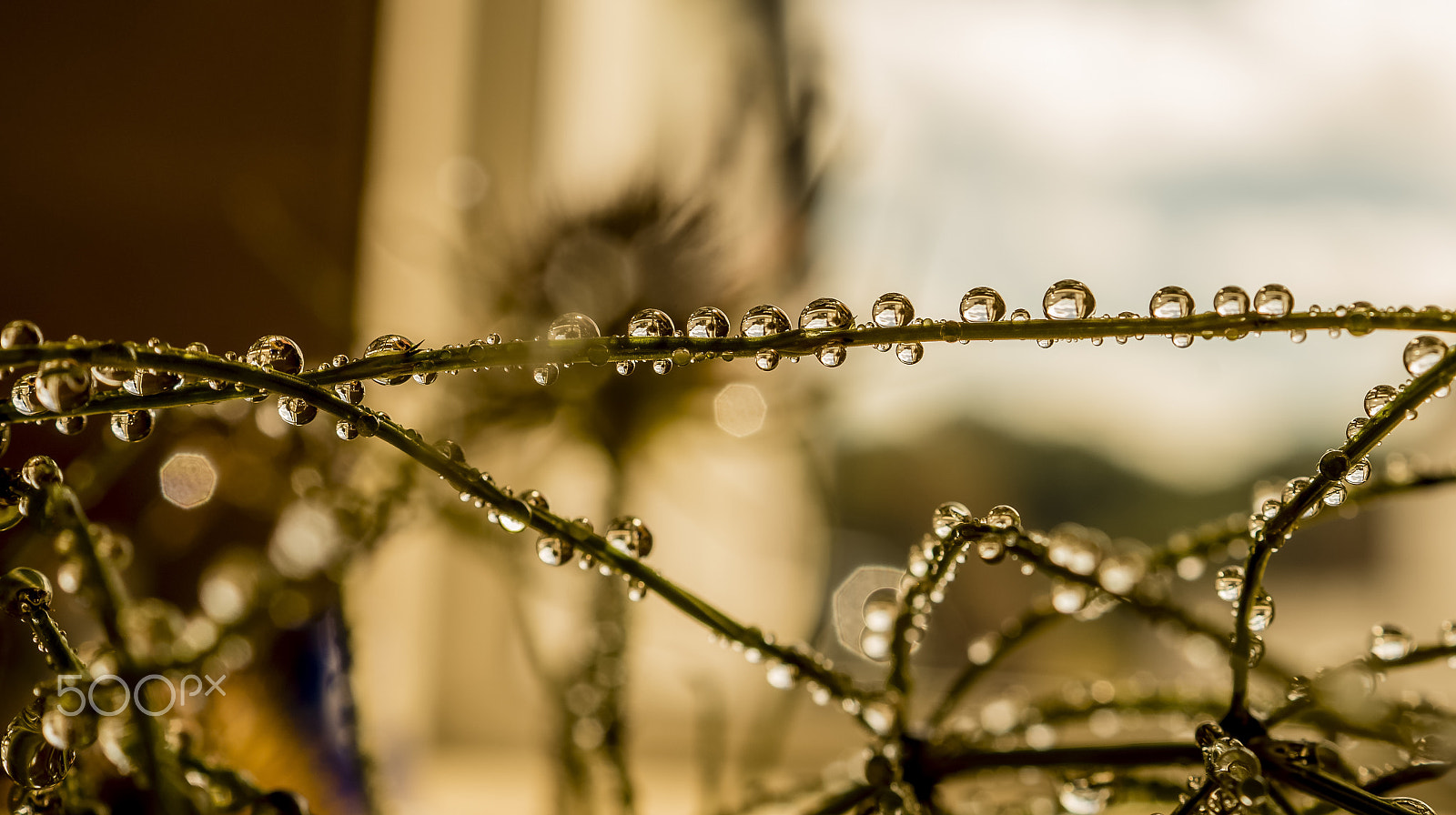 Sony DT 30mm F2.8 Macro SAM sample photo. ...dew... photography