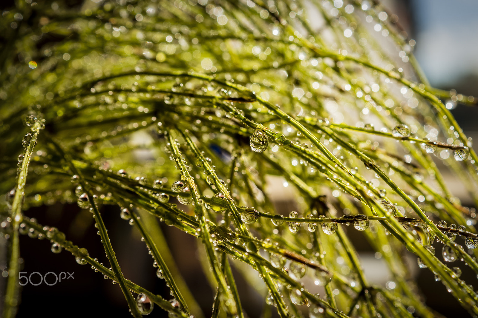 Sony DT 30mm F2.8 Macro SAM sample photo. Good morning... photography