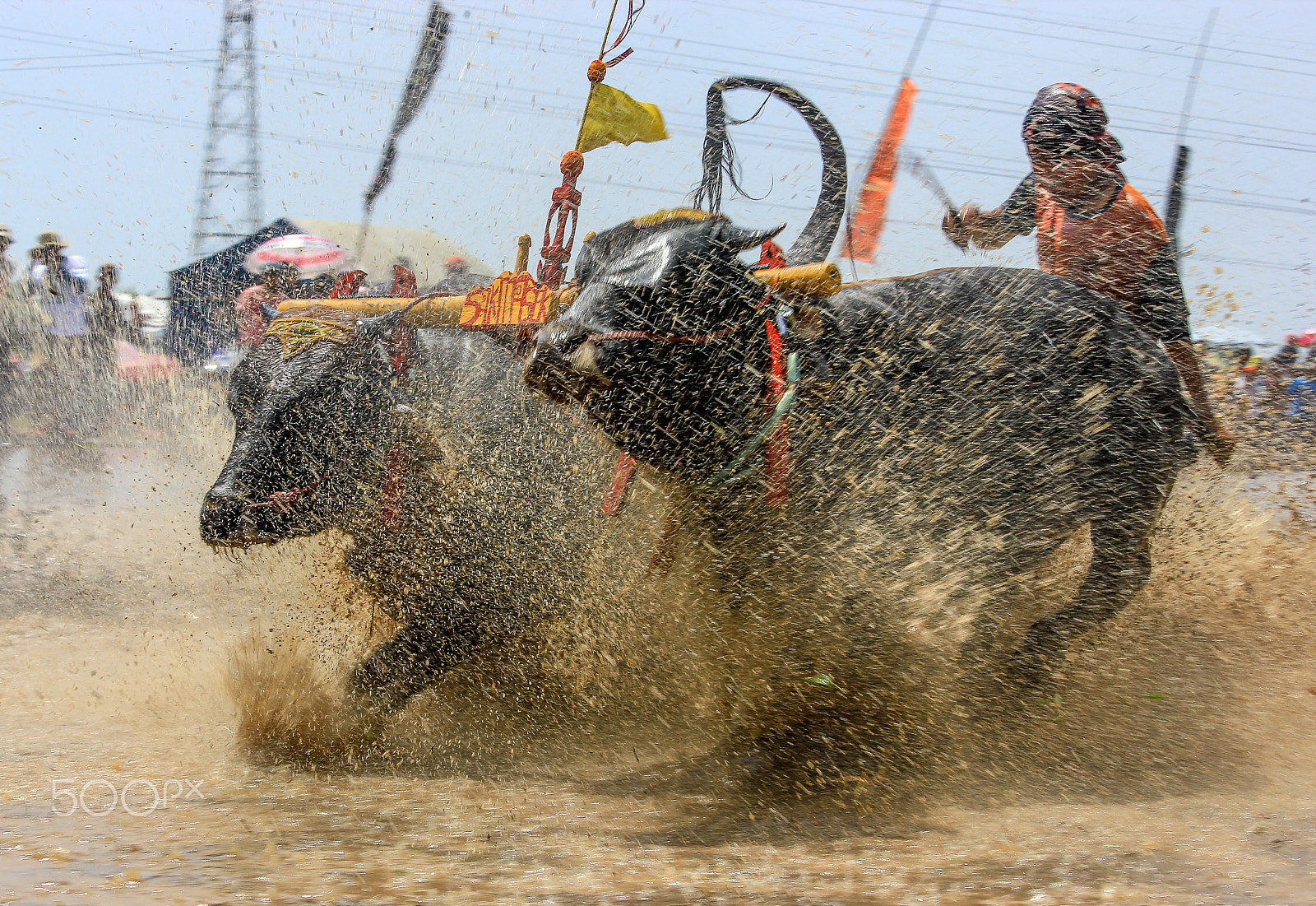 Canon EF-S 55-250mm F4-5.6 IS STM sample photo. Sapi brujul photography