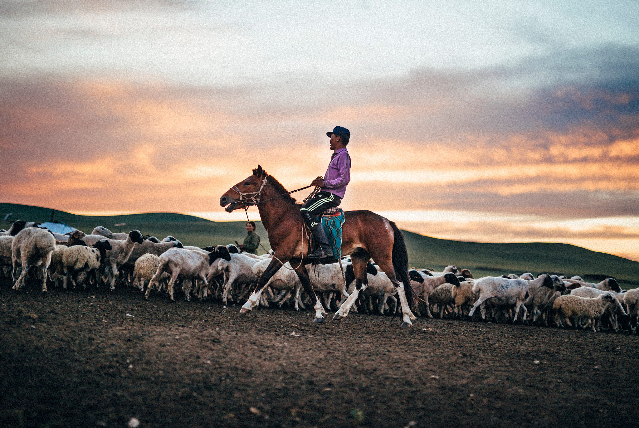 ZEISS Milvus 50mm F1.4 sample photo. Handling sheep photography