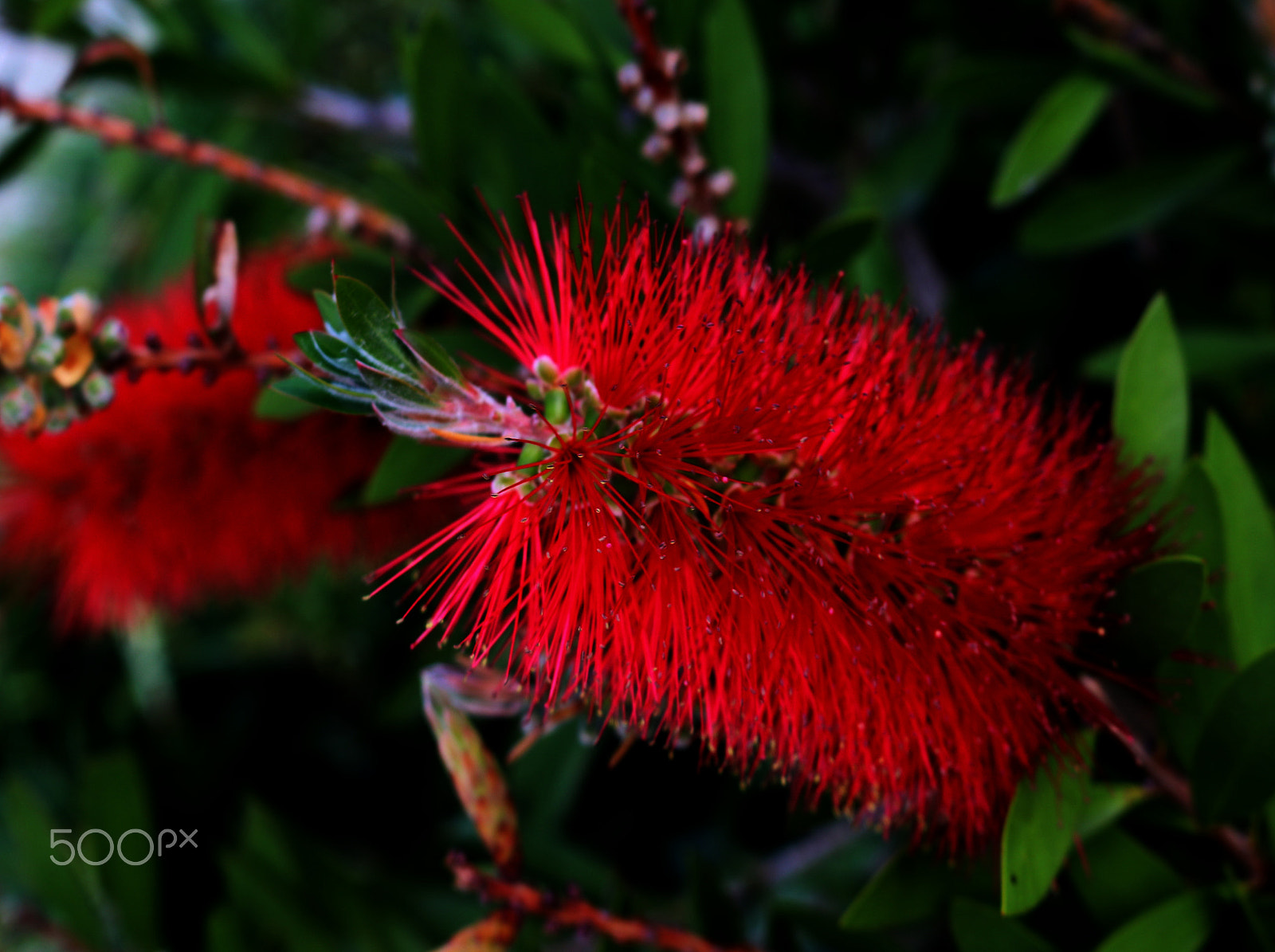 iPod touch back camera 3.3mm f/2.4 sample photo. Wattle no 1 photography