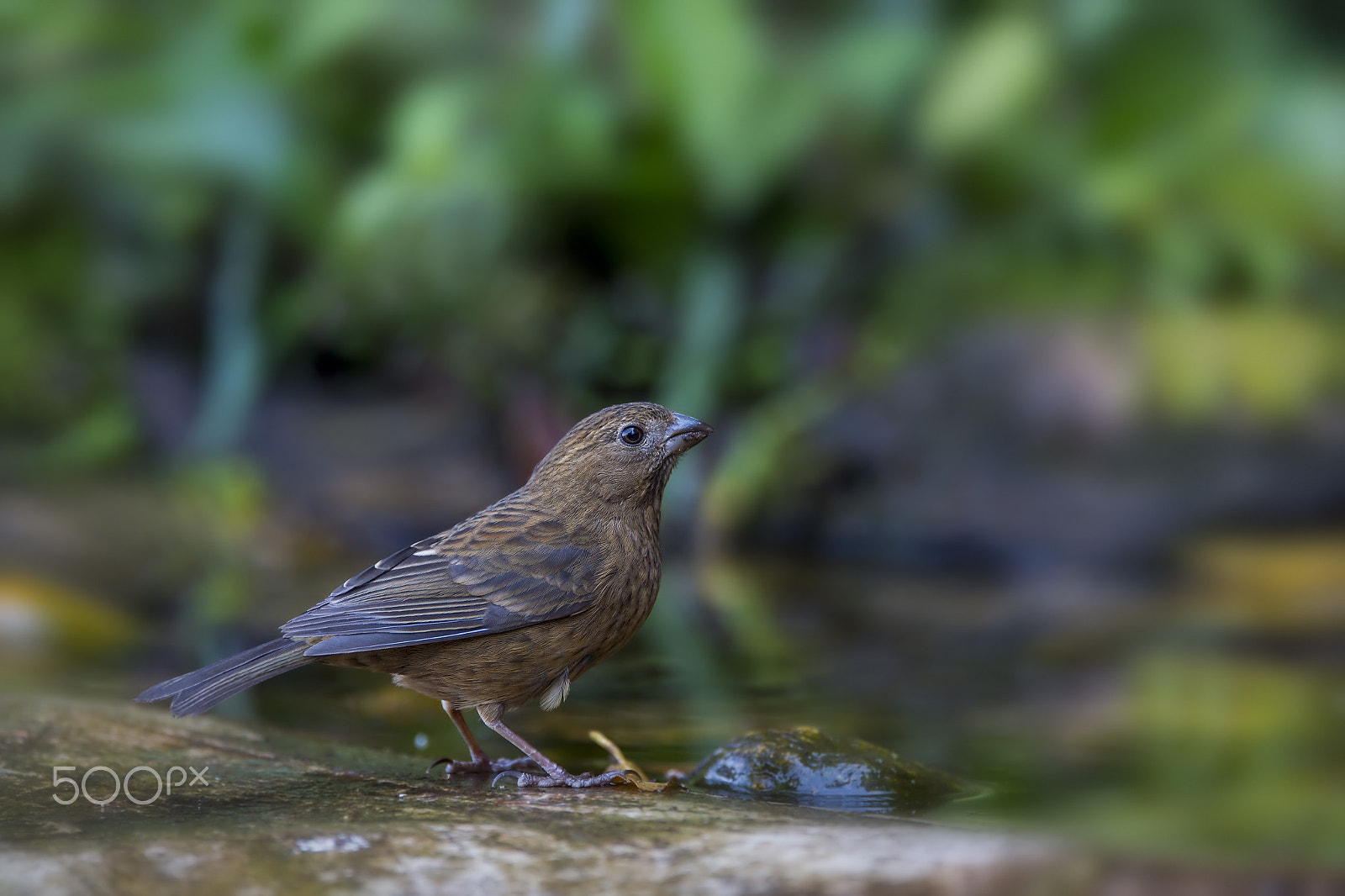 Nikon AF-S Nikkor 600mm F4E FL ED VR sample photo. Vinaceous rosefinch (f) photography