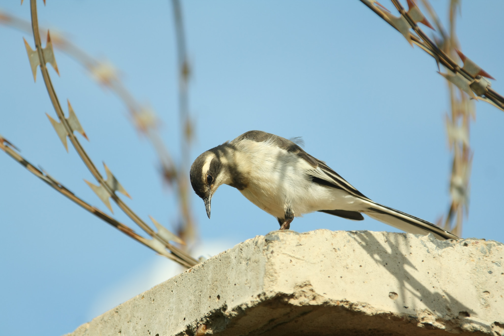 Canon EF 28-300mm F3.5-5.6L IS USM sample photo