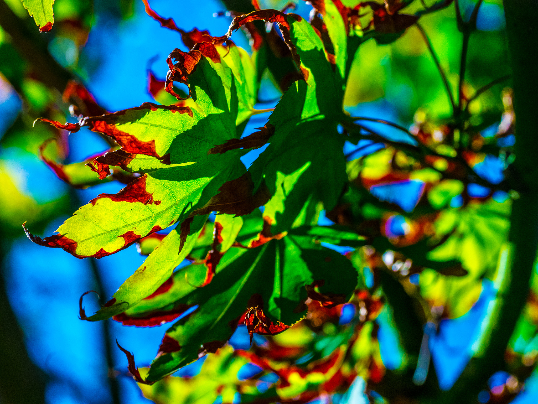 Panasonic Lumix DMC-GM1 sample photo. Dreaming of autumn photography