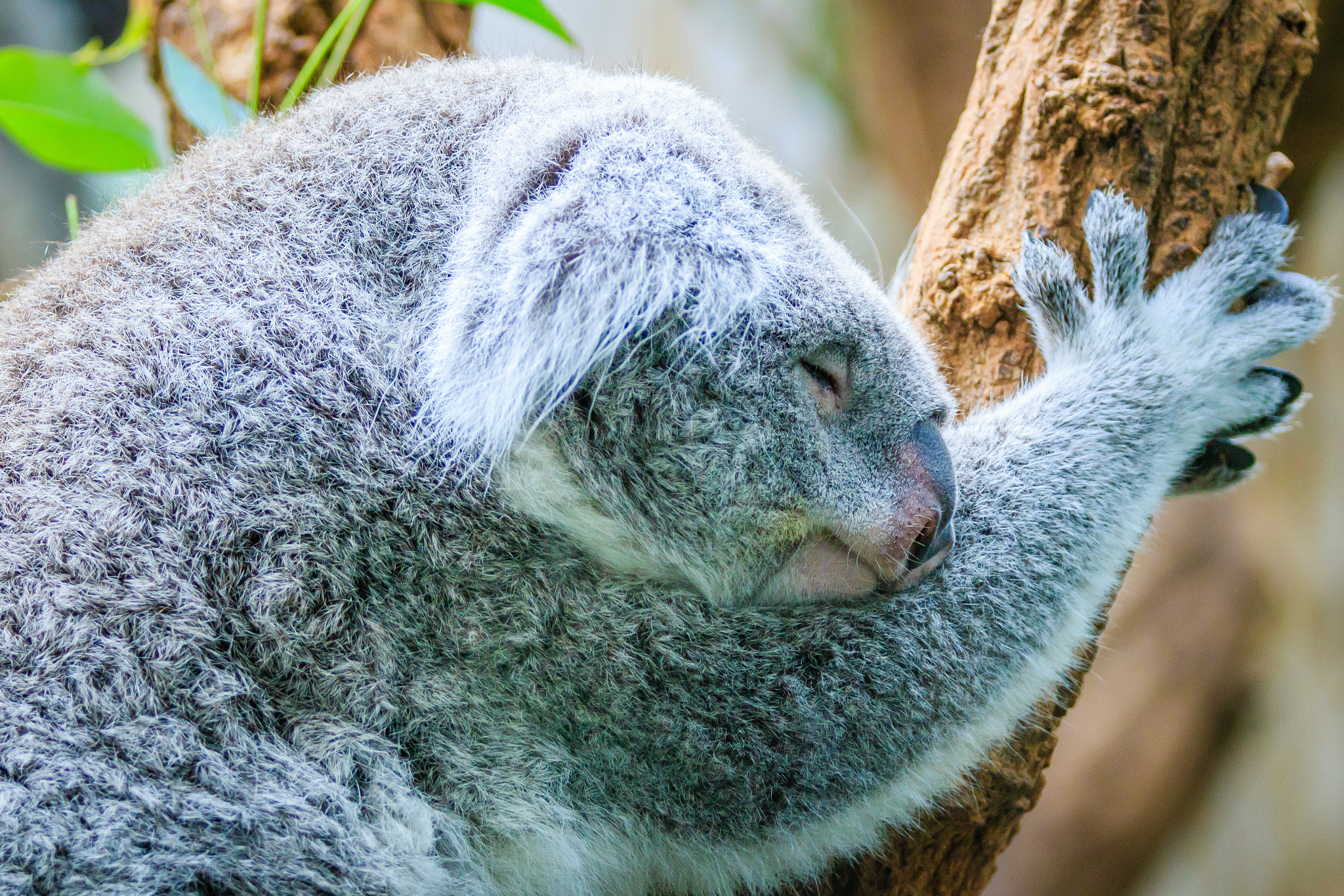Canon EF 70-200mm F2.8L IS II USM sample photo. Zoo duisburg photography