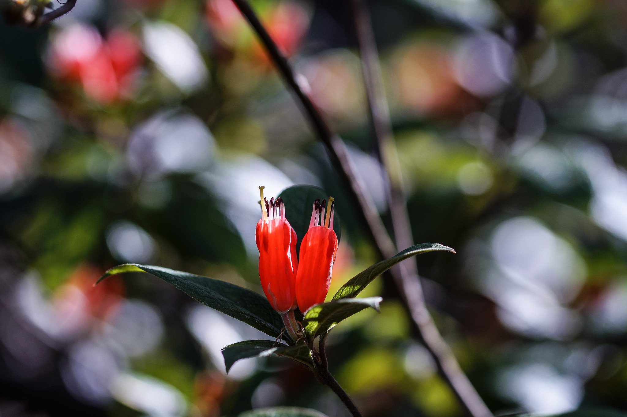 Sony SLT-A58 + 105mm F2.8 sample photo. Ml_20160907_08 photography