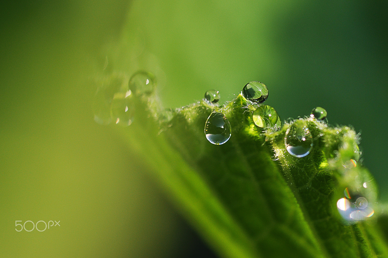 Tamron SP AF 90mm f/2.5 Macro (152E) sample photo. Drops photography