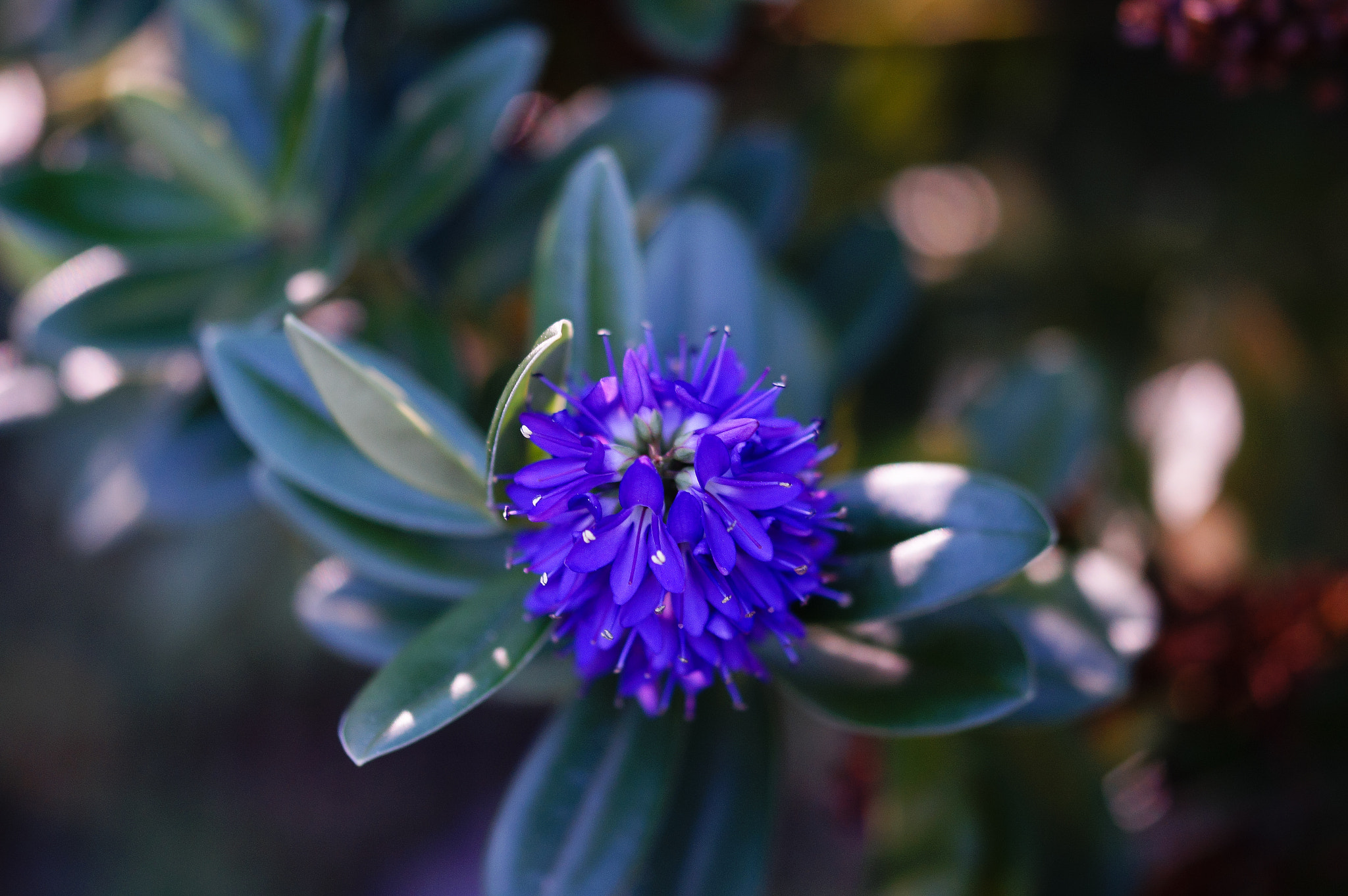 Sony SLT-A58 + 105mm F2.8 sample photo. Ml_20160907_09 photography