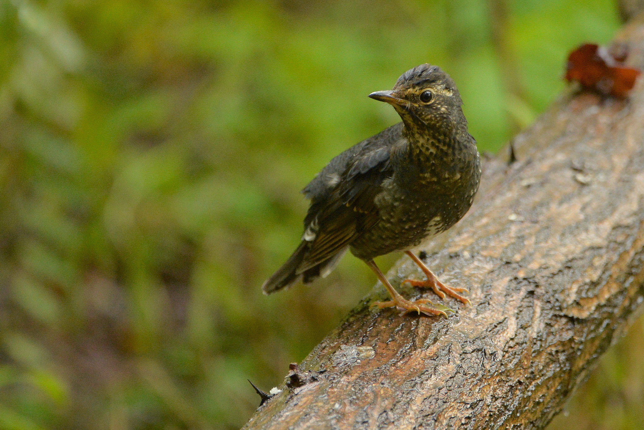 Nikon D4 sample photo. Zoothera sibirica photography