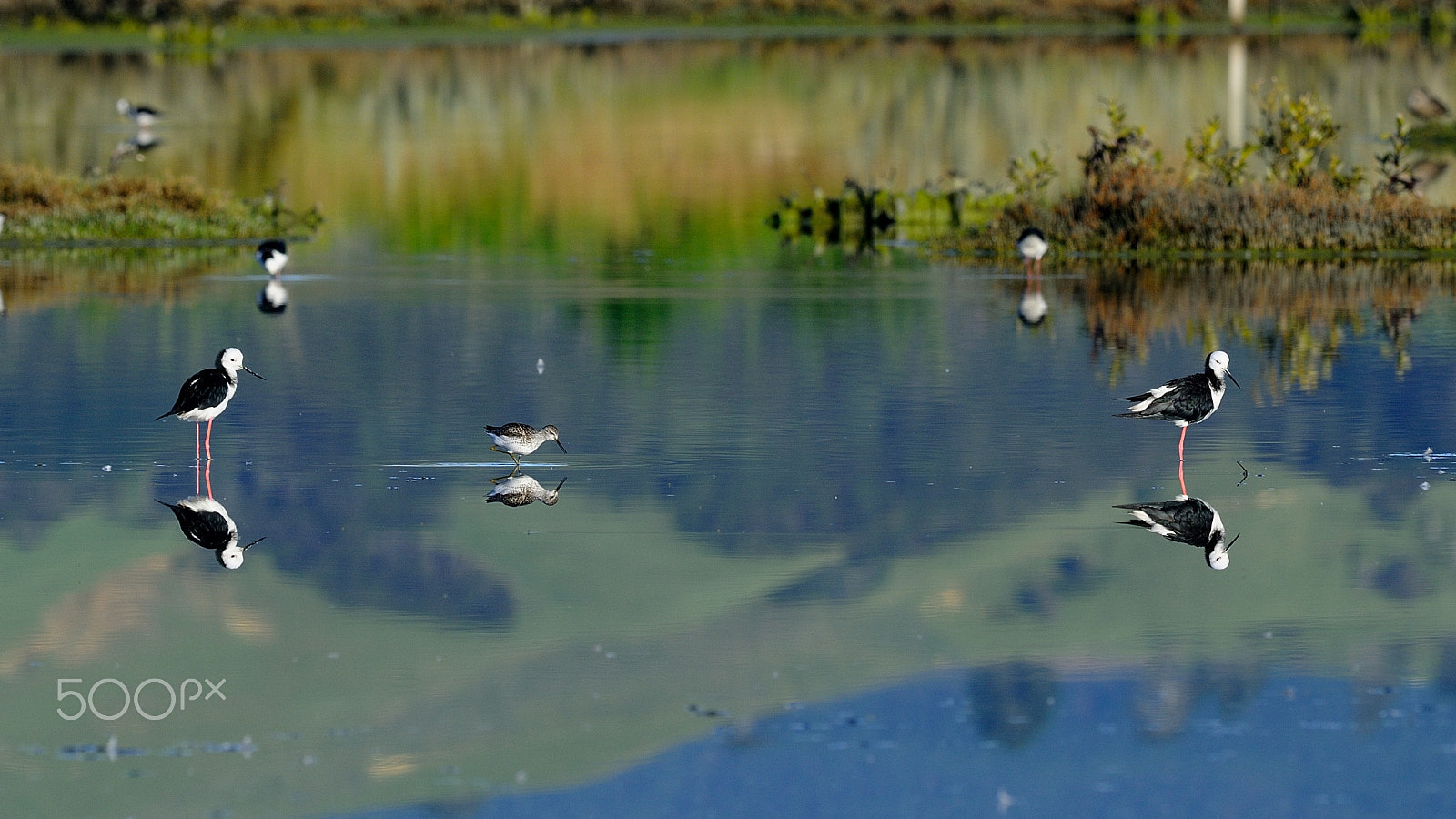 Nikon AF-S Nikkor 300mm F2.8G ED VR II sample photo. Pied stilts and red knot at miranda wetland photography