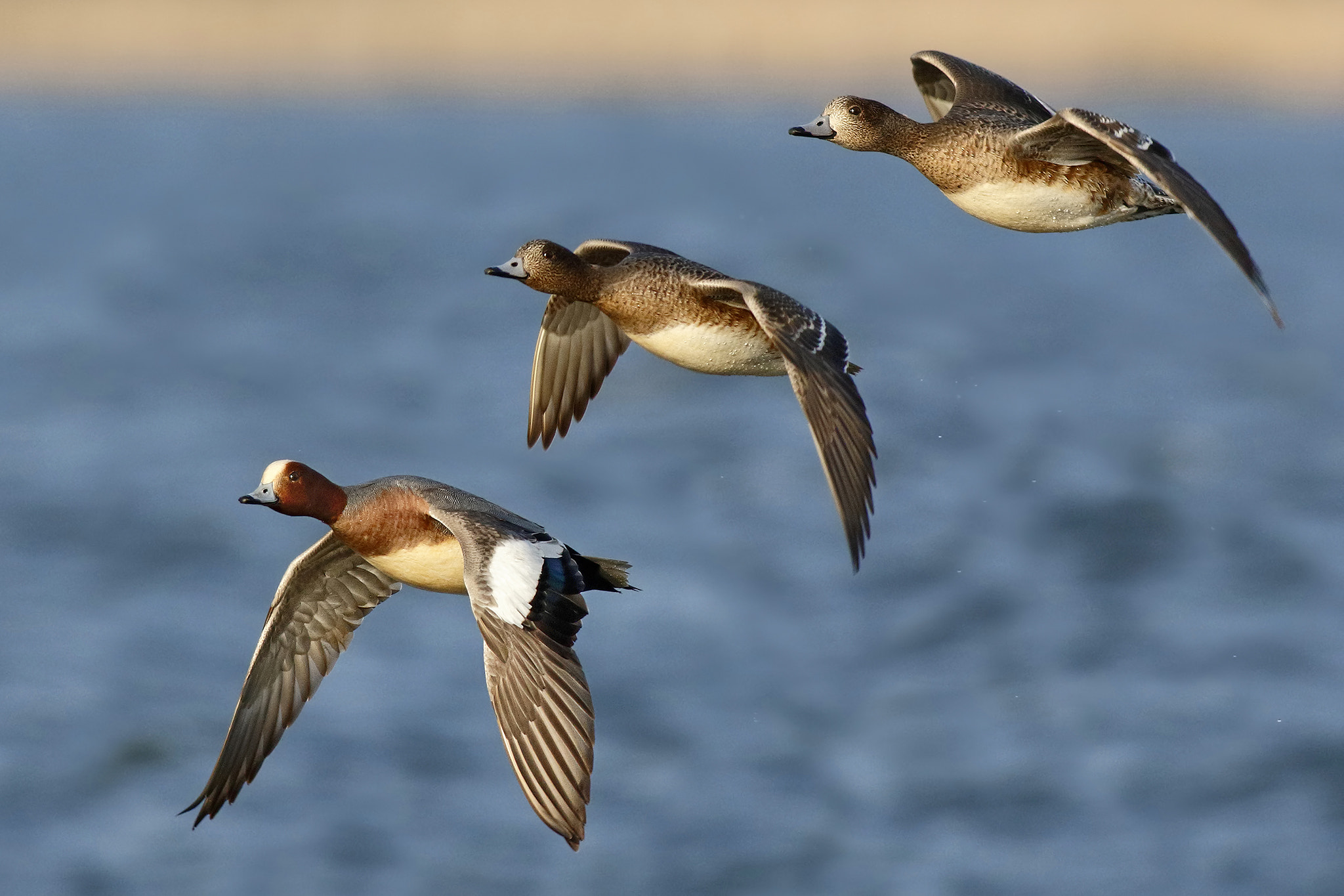 Canon EF 500mm f/4.5L sample photo. Widgeons in winter photography