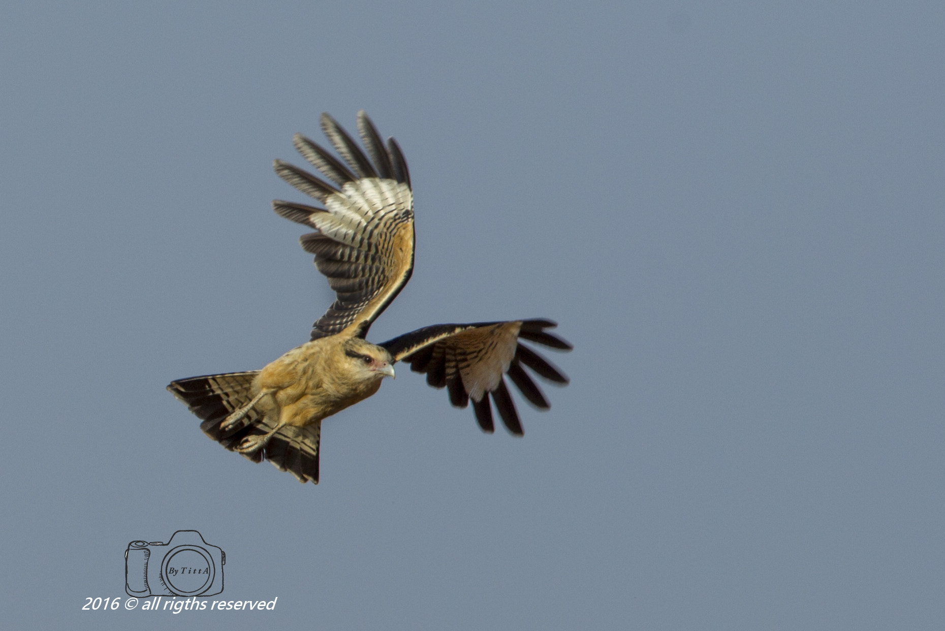 Canon EF 400mm F2.8L IS USM sample photo. Gavião carrapateiro photography