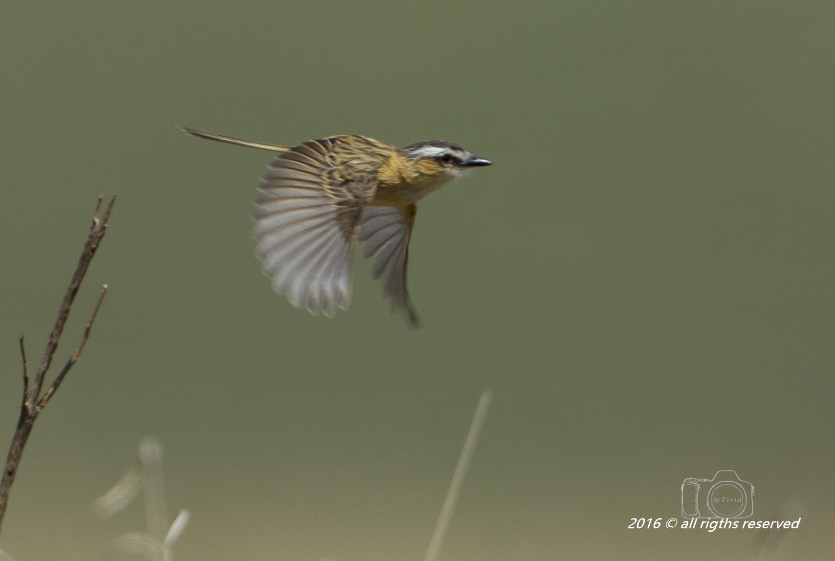 Canon EF 400mm F2.8L IS USM sample photo. Papa mosca do campo photography