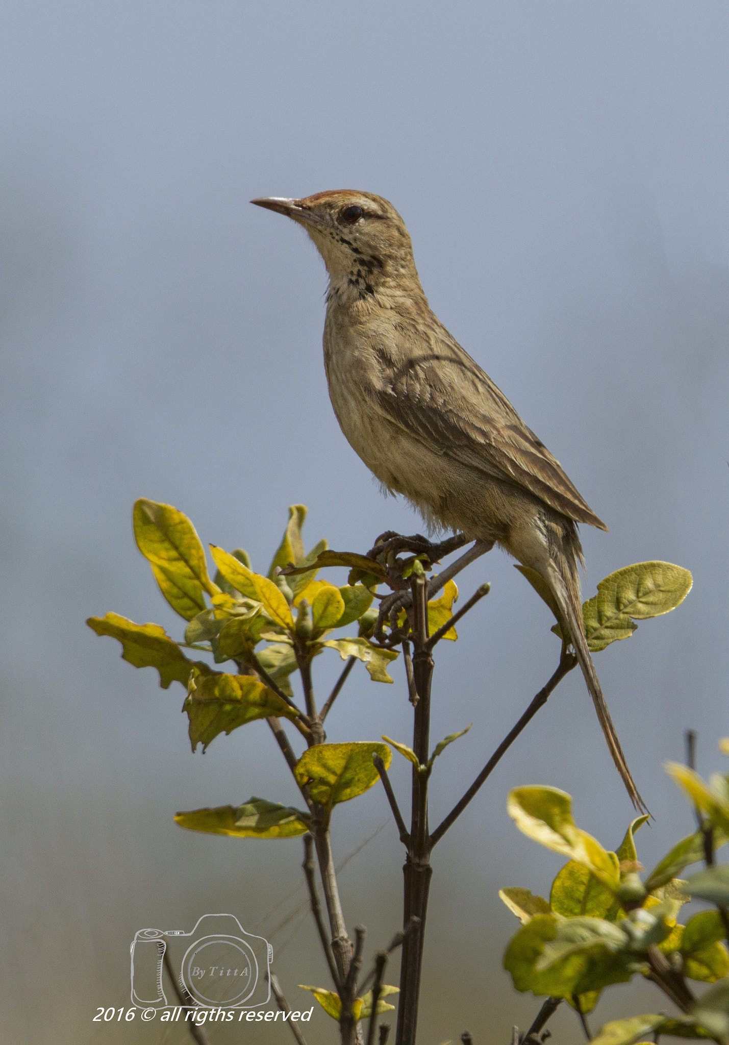Canon EF 400mm F2.8L IS USM sample photo. Andarilho photography
