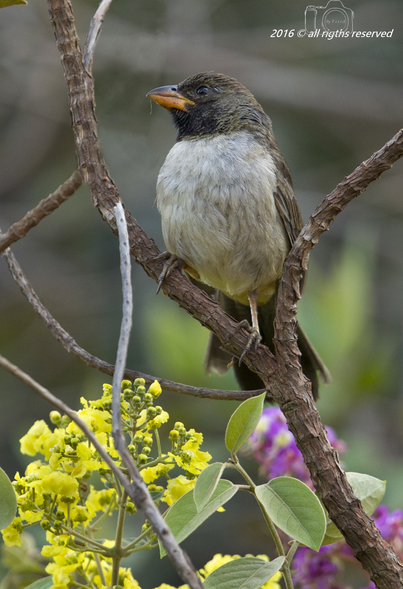 Canon EF 400mm F2.8L IS USM sample photo. Bico de pimenta photography