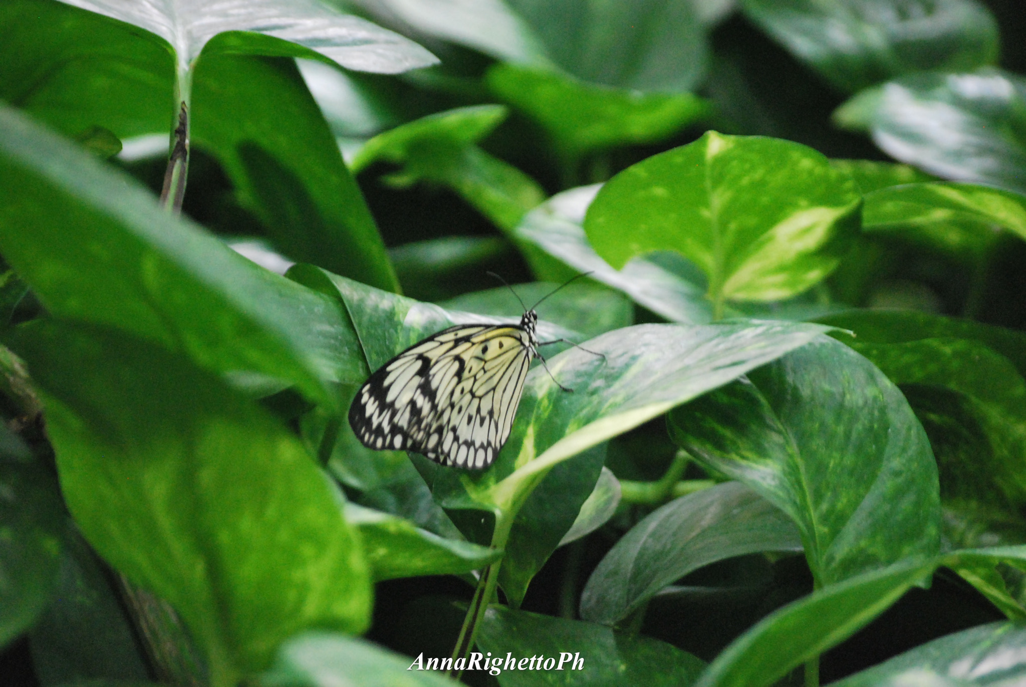 Nikon D60 sample photo. The butterfly photography