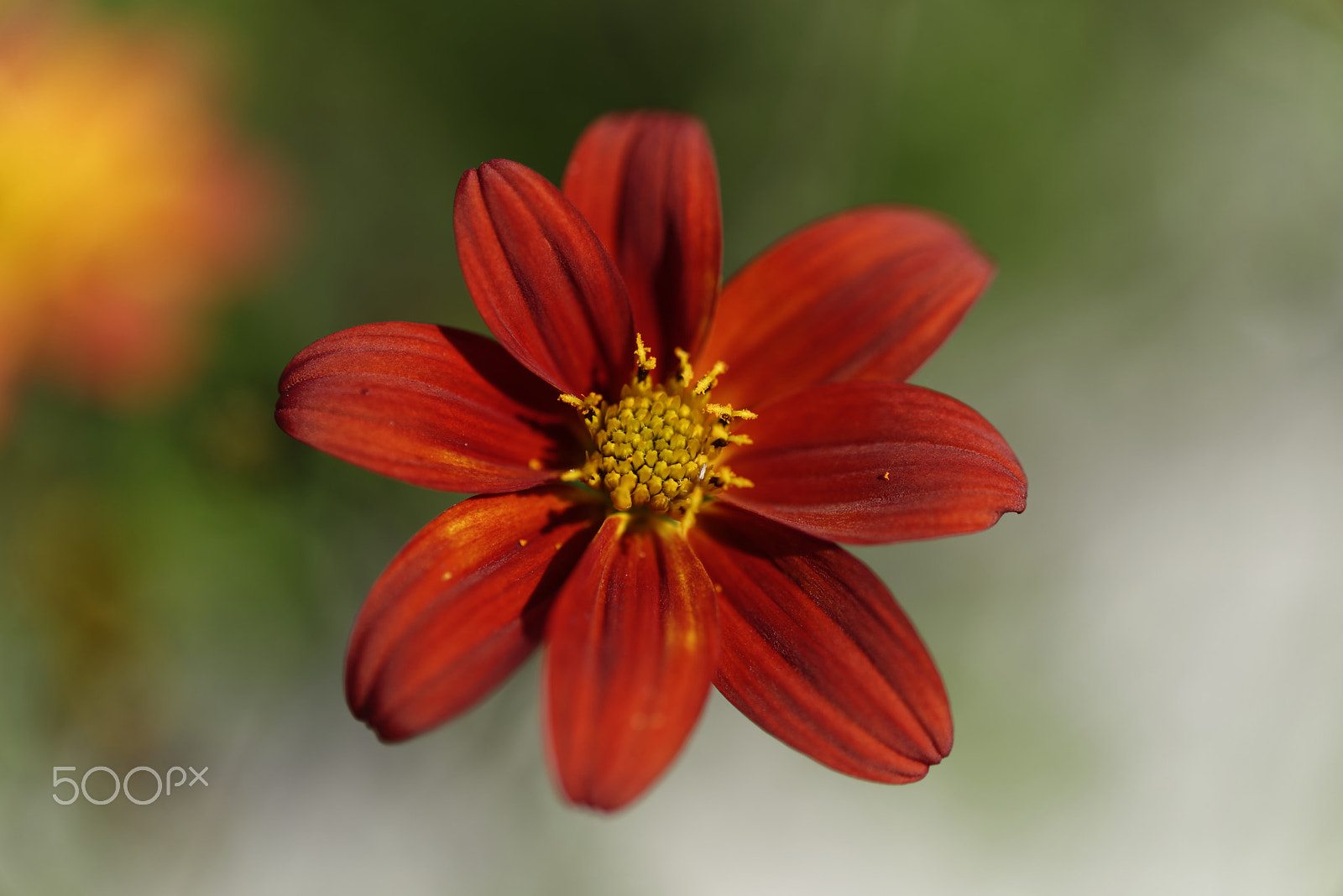 Nikon AF-S Micro-Nikkor 60mm F2.8G ED sample photo