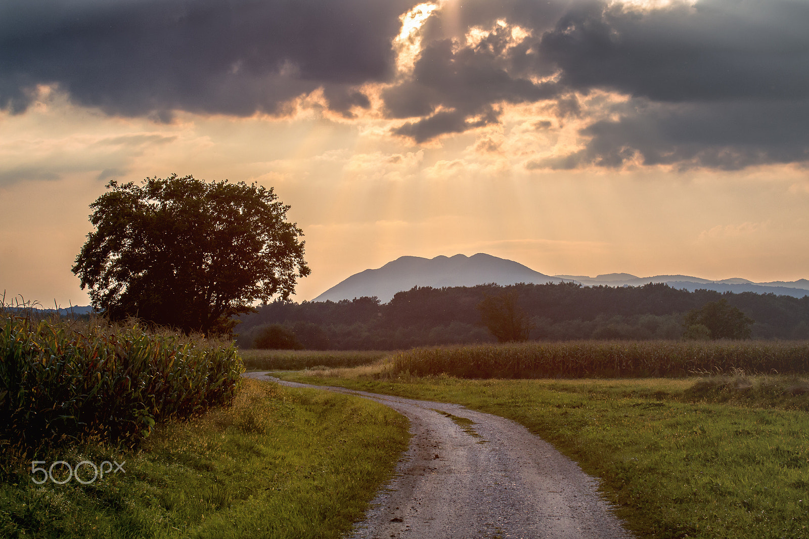 Canon EOS 70D + Tamron SP AF 60mm F2 Di II LD IF Macro sample photo. Countryside photography