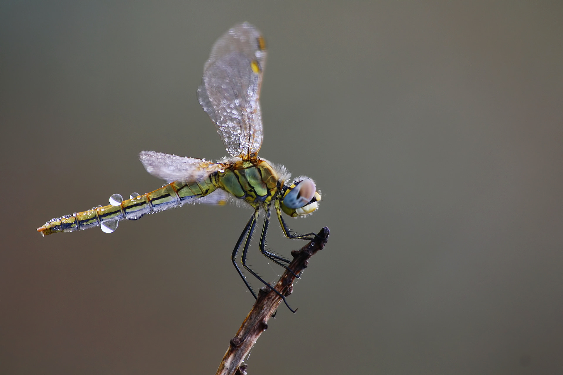 Sigma 70-300mm F4-5.6 APO DG Macro sample photo. Colors of nature photography