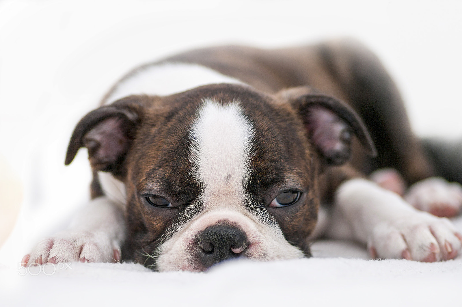 Pentax K20D + Pentax smc D-FA 100mm F2.8 macro sample photo. Roki-boston terrier photography