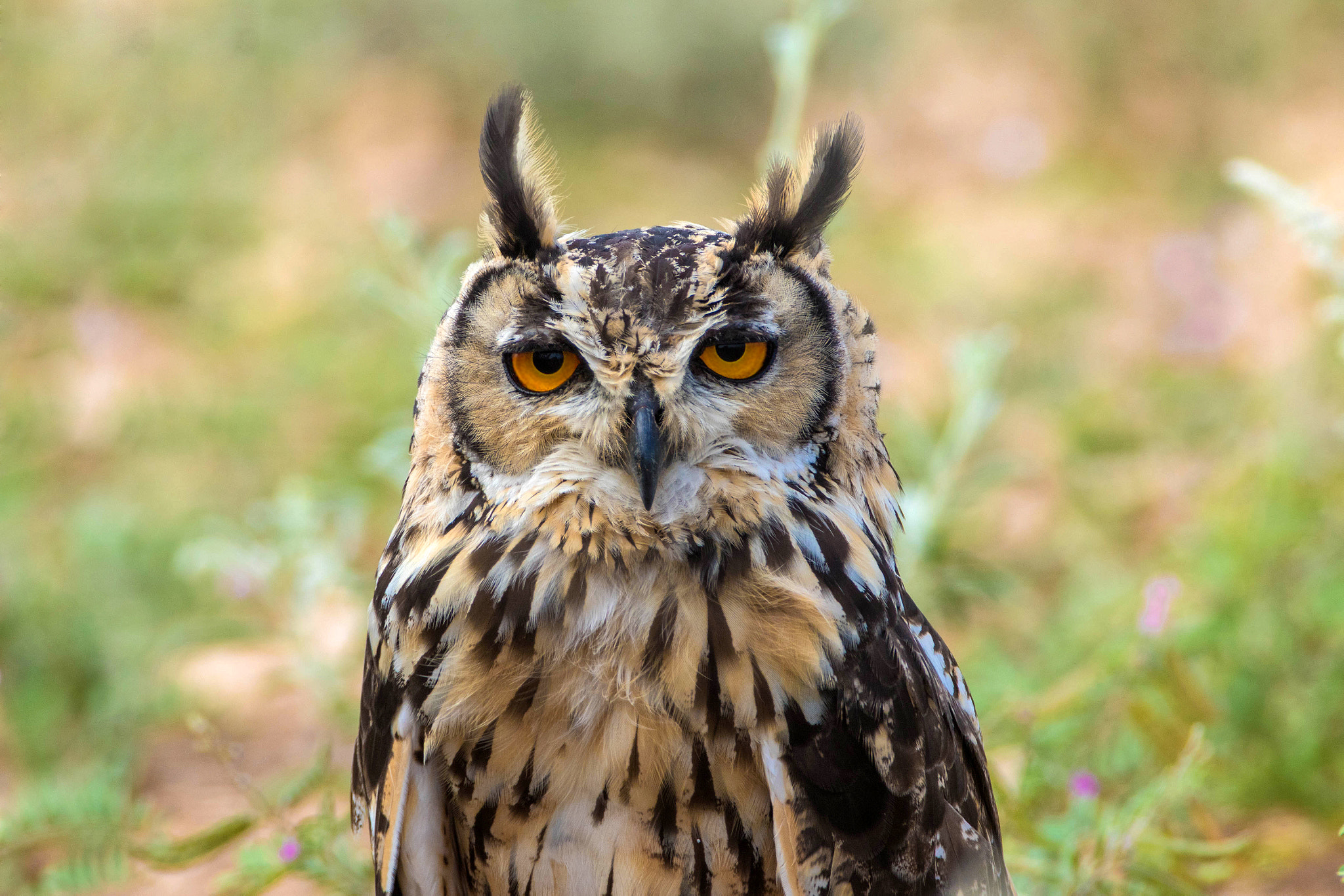 Canon EF 600mm F4L IS USM sample photo. Indian eagle owl photography