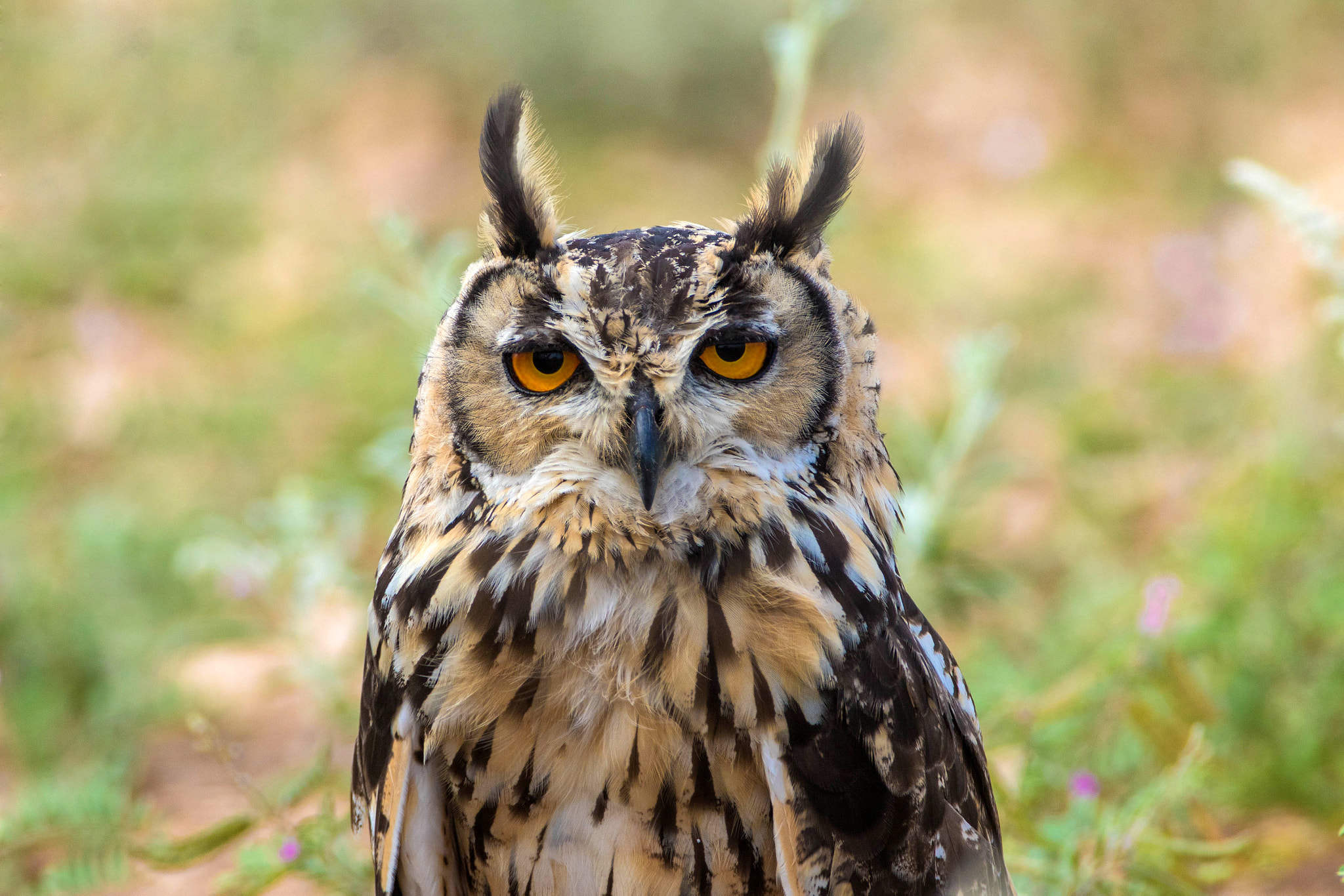 Canon EOS 7D Mark II sample photo. Indian eagle owl photography