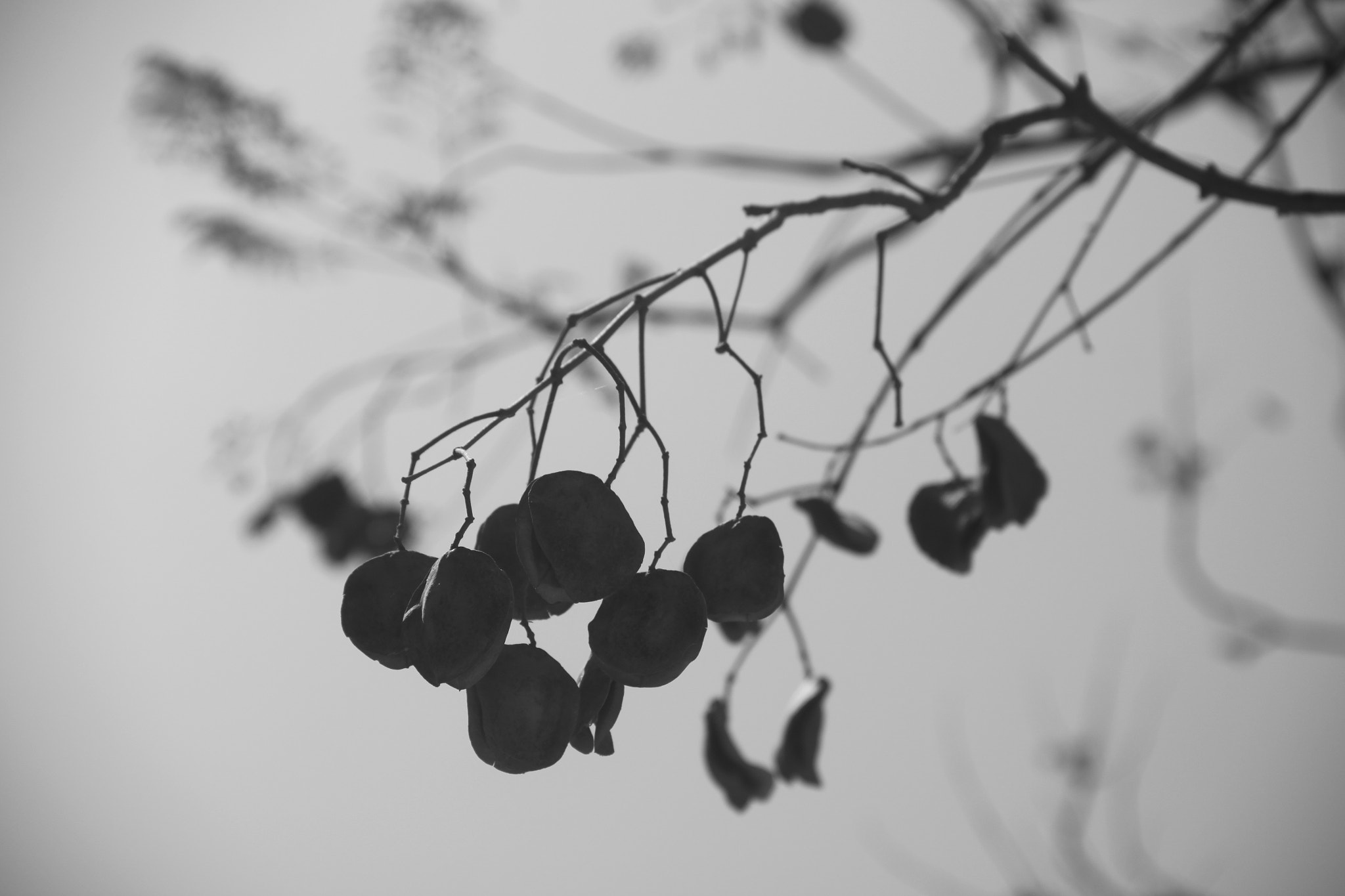 Canon EOS 500D (EOS Rebel T1i / EOS Kiss X3) sample photo. B&w sky photography
