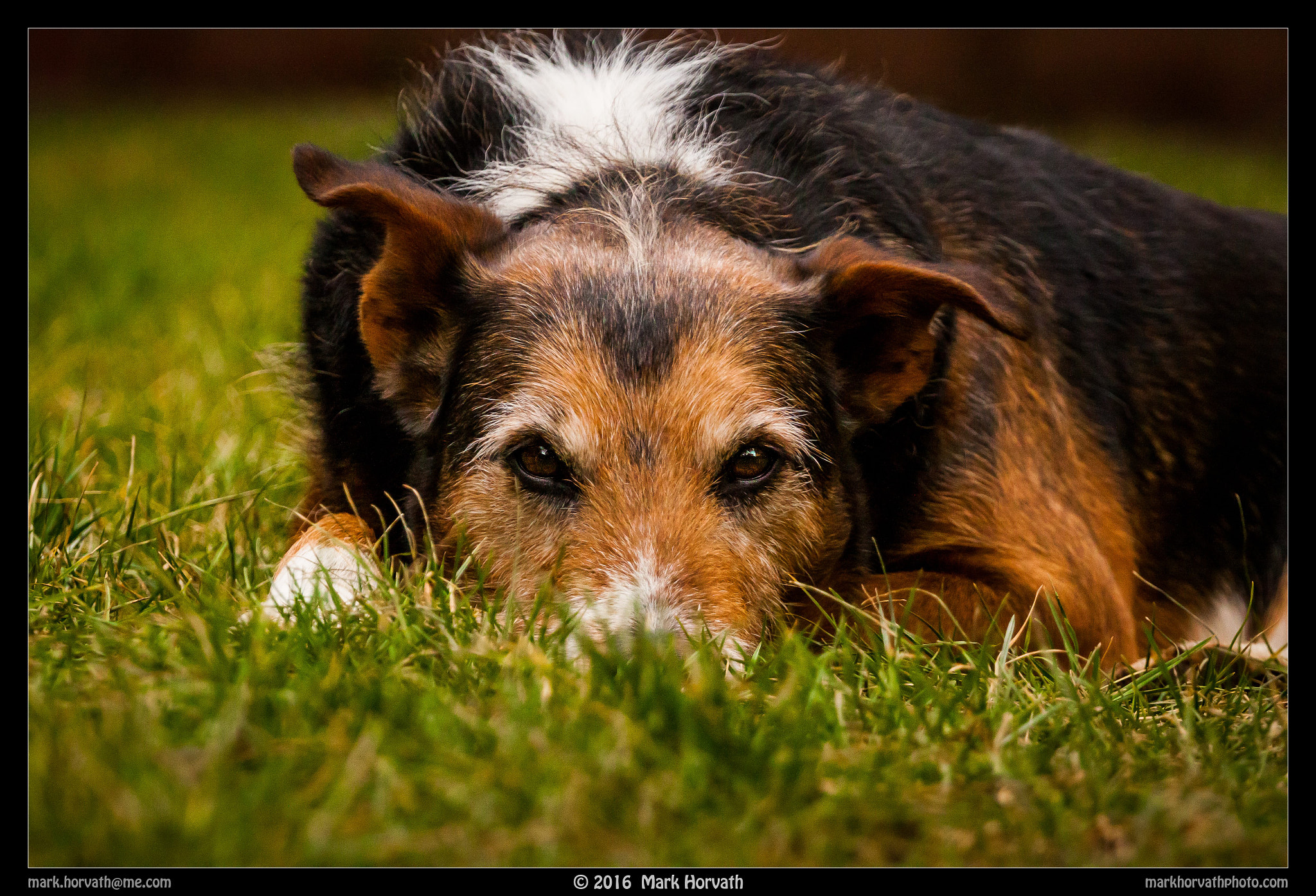 Canon EF 70-200mm F4L USM sample photo. Hide & seek photography