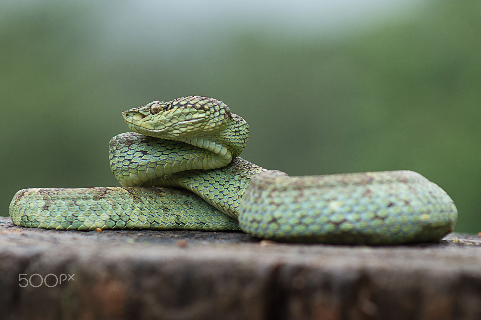 Sony 75-300mm F4.5-5.6 sample photo. Malabar pit viper (green morph) photography