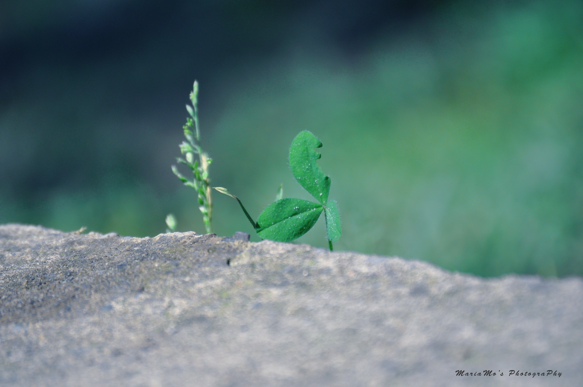 Nikon D5000 sample photo. Plants in the front of veranda photography