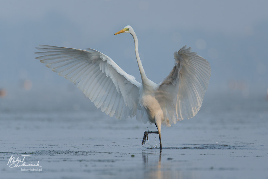 Sigma 150-600mm F5-6.3 DG OS HSM | S sample photo. Mine! photography
