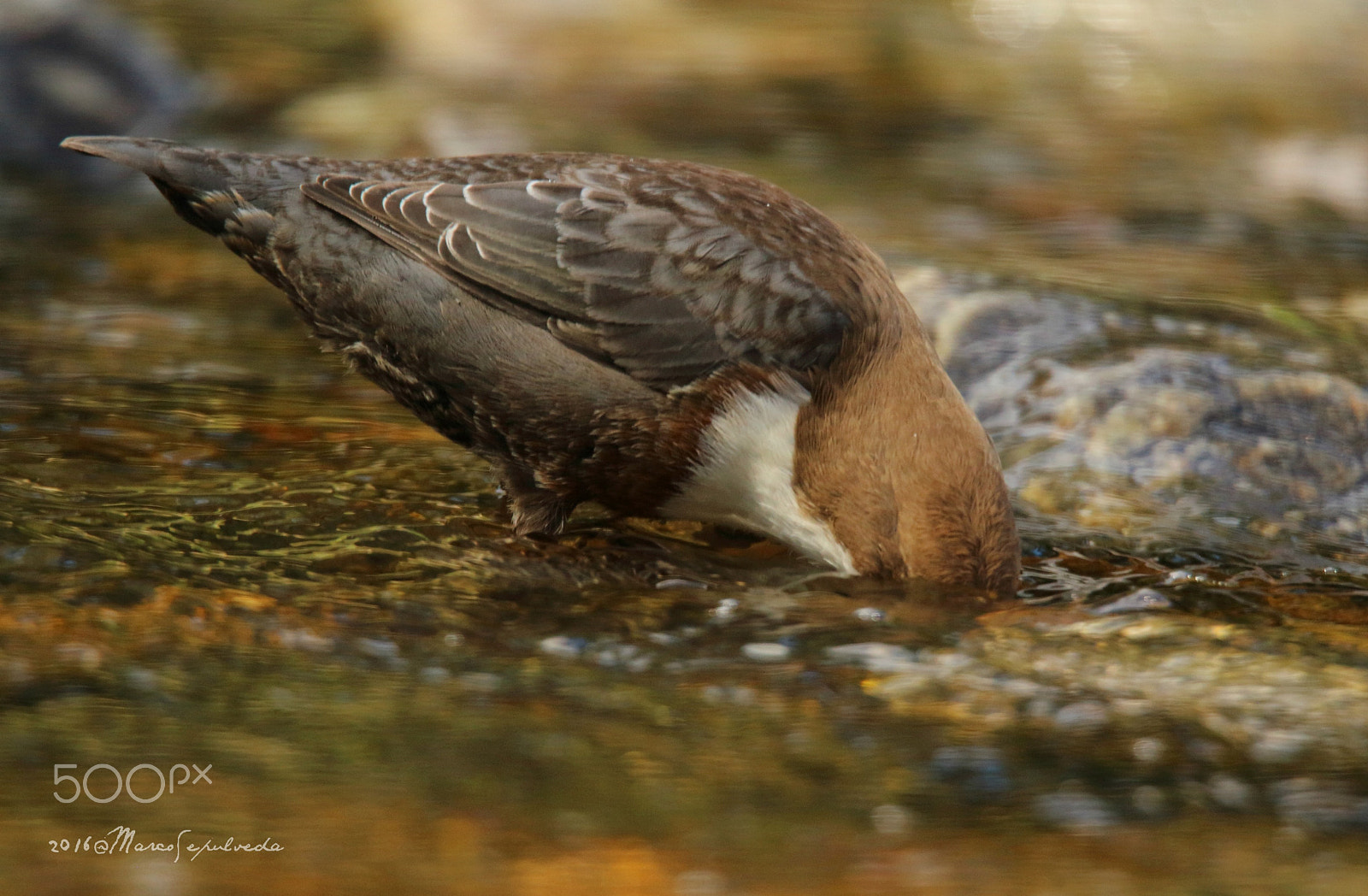 Canon EOS 700D (EOS Rebel T5i / EOS Kiss X7i) + Tamron SP 150-600mm F5-6.3 Di VC USD sample photo. Wasseramsel/ mirlo acuático/ white-throated dipper photography