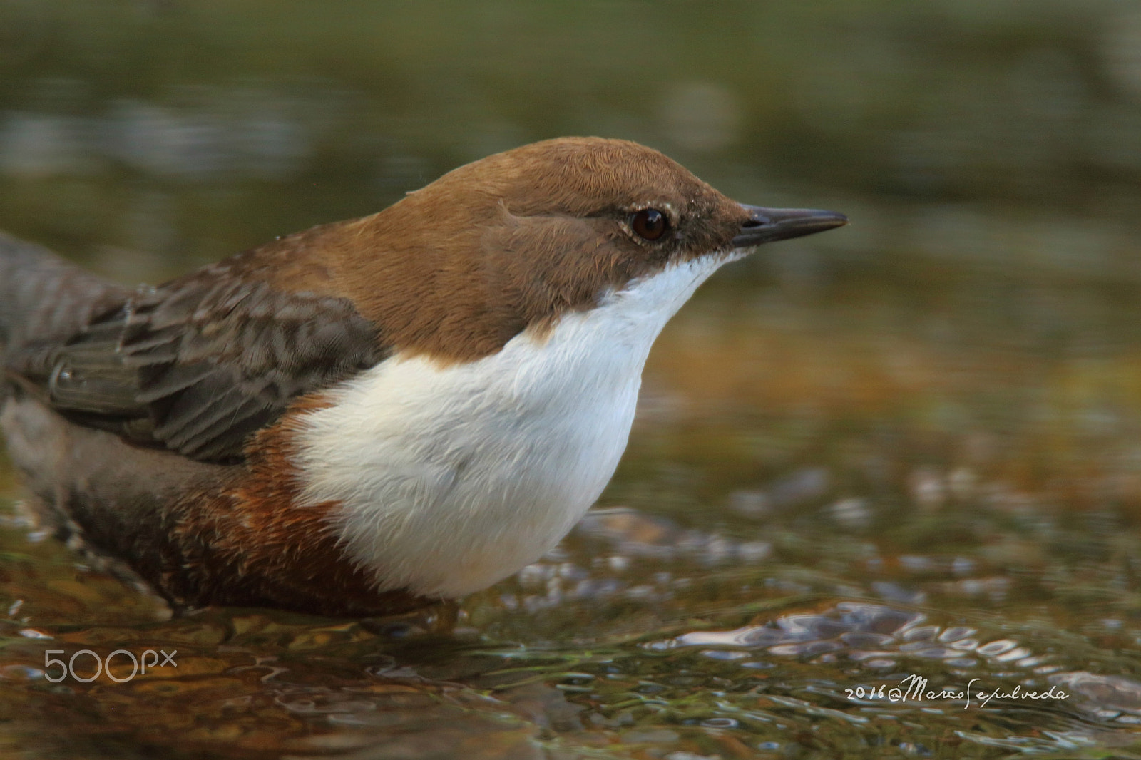 Tamron SP 150-600mm F5-6.3 Di VC USD sample photo. Wasseramsel/ mirlo acuático/ white-throated dipper photography