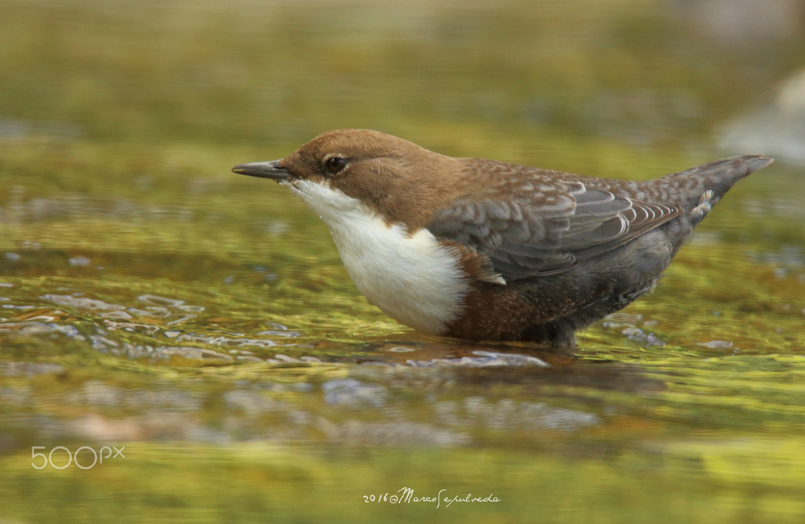 Tamron SP 150-600mm F5-6.3 Di VC USD sample photo. Wasseramsel/ mirlo acuático/ white-throated dipper photography