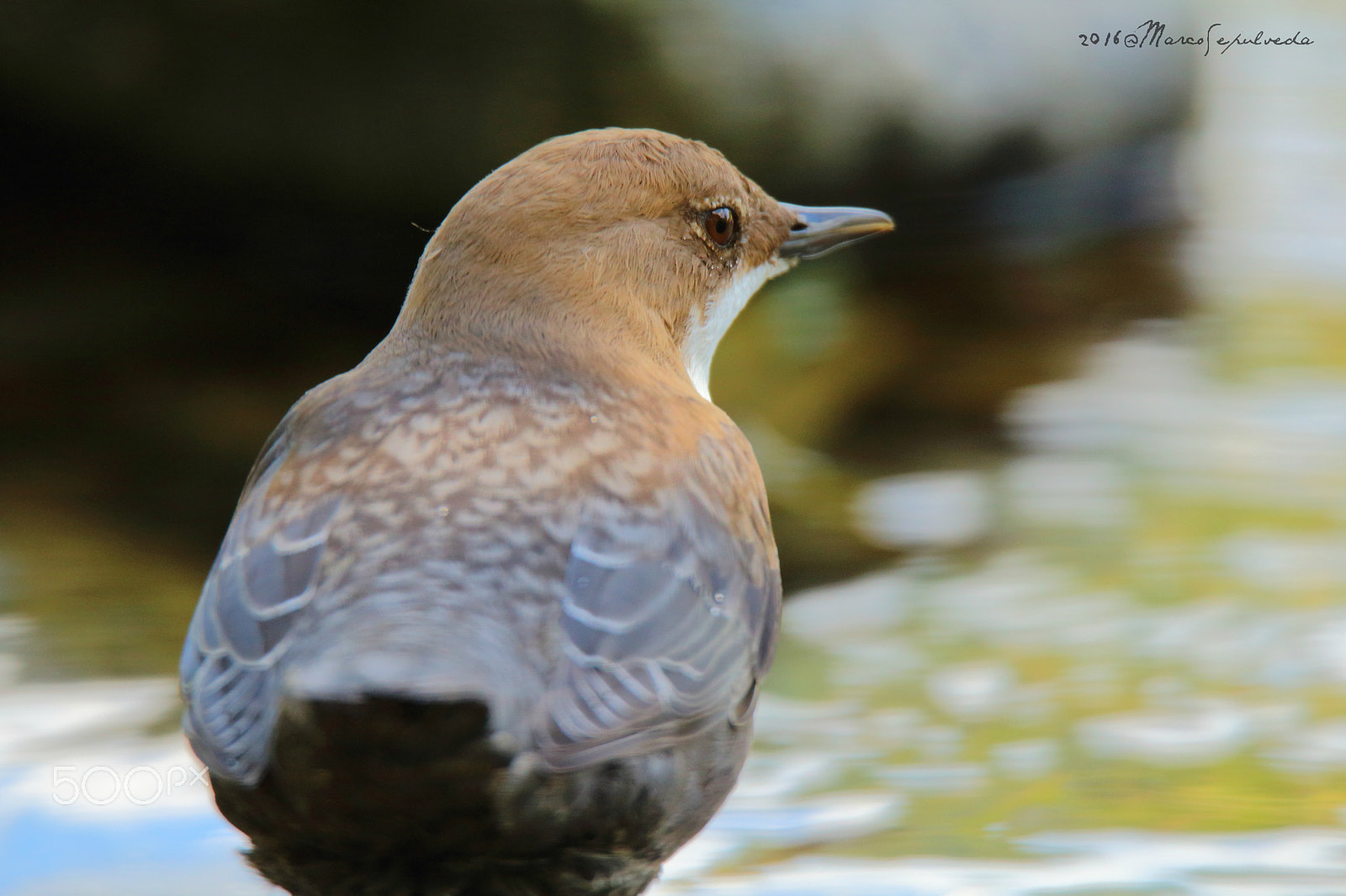 Tamron SP 150-600mm F5-6.3 Di VC USD sample photo. Wasseramsel/ mirlo acuático/ white-throated dipper photography
