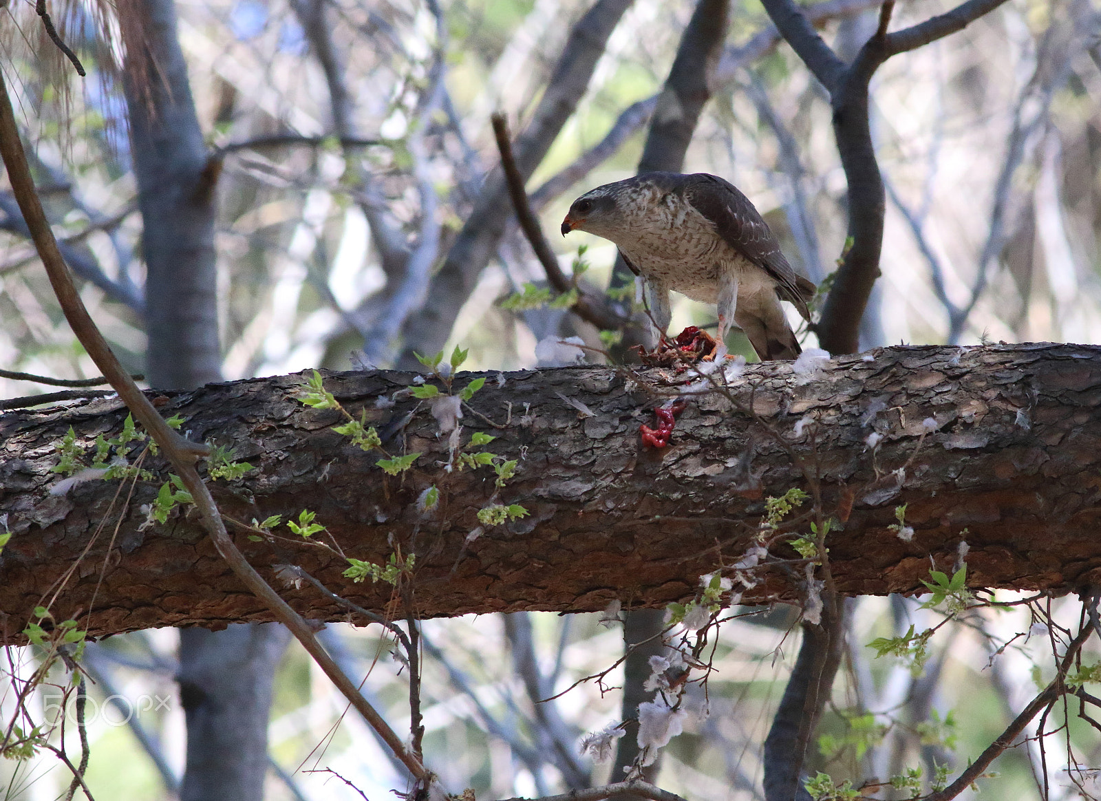 Canon EF 300mm f/4L sample photo. Sparrowhawk in the shadows photography