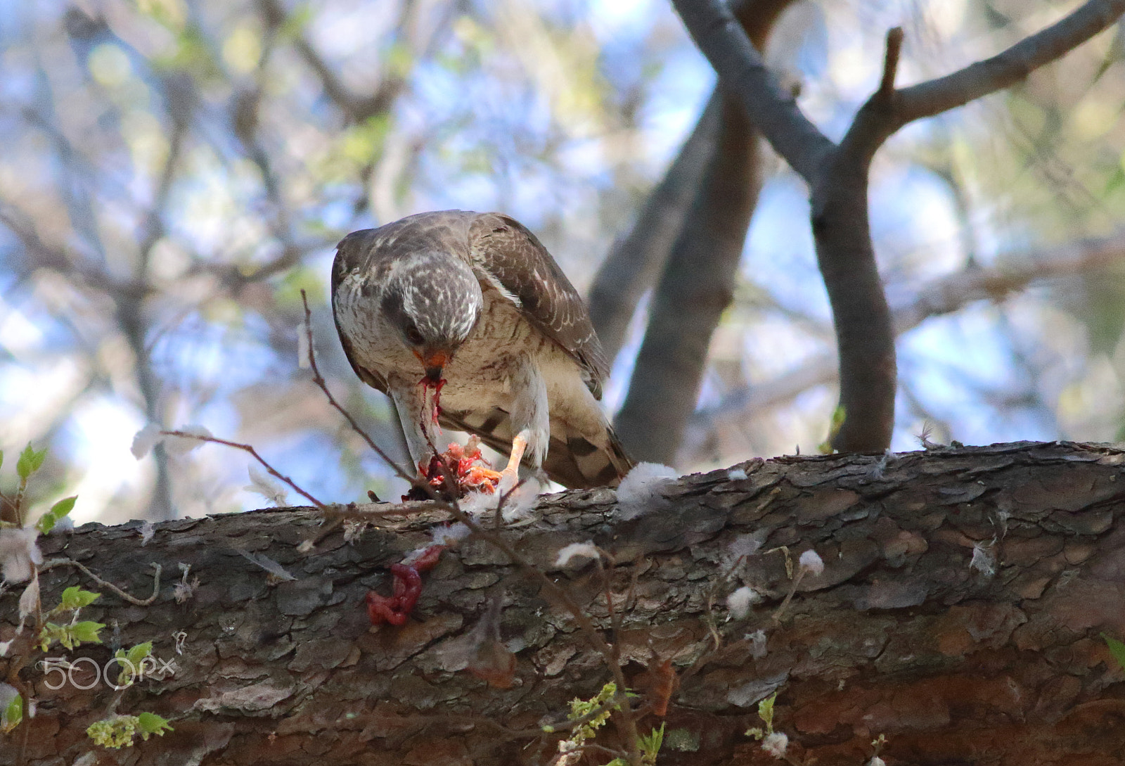 Canon EOS 7D Mark II + Canon EF 300mm f/4L sample photo. Sparrowhawk in the shadows photography