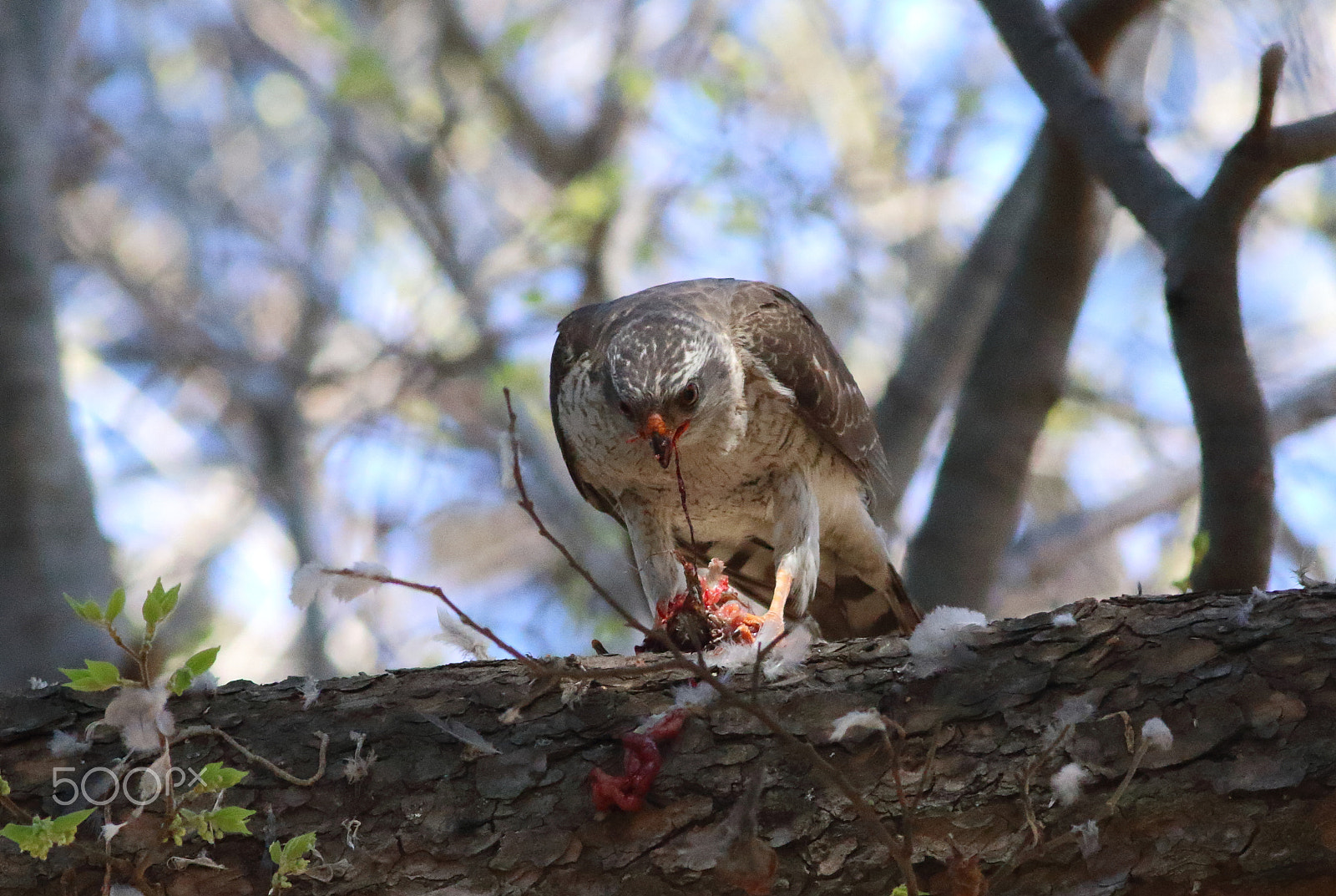 Canon EOS 7D Mark II + Canon EF 300mm f/4L sample photo. Sparrowhawk in the shadows photography