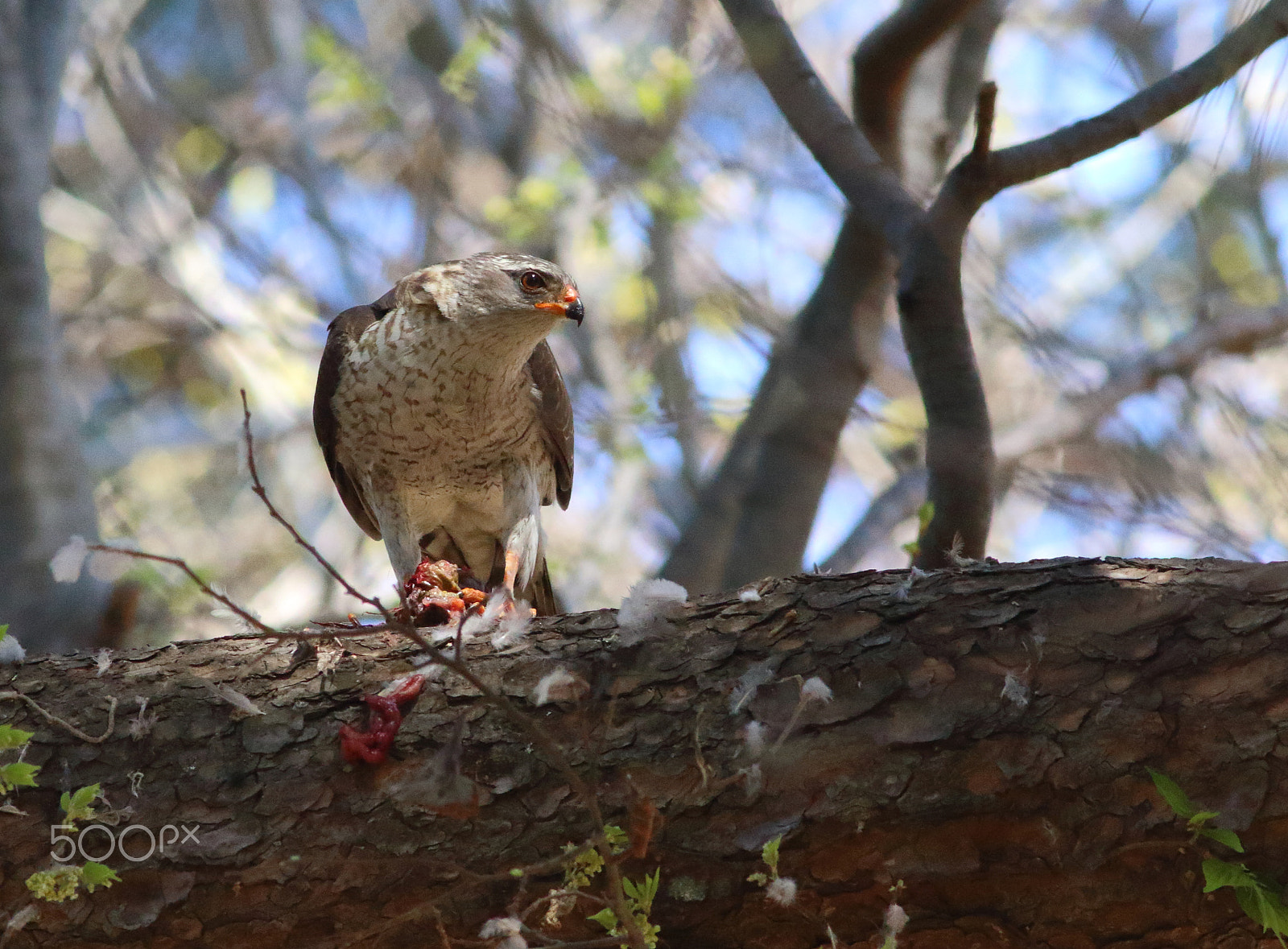 Canon EOS 7D Mark II sample photo. Sparrowhawk in the shadows photography