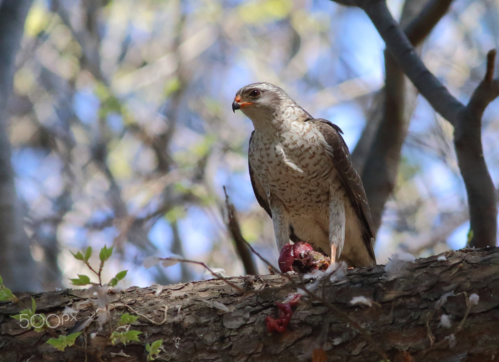 Canon EOS 7D Mark II sample photo. Sparrowhawk in the shadows photography