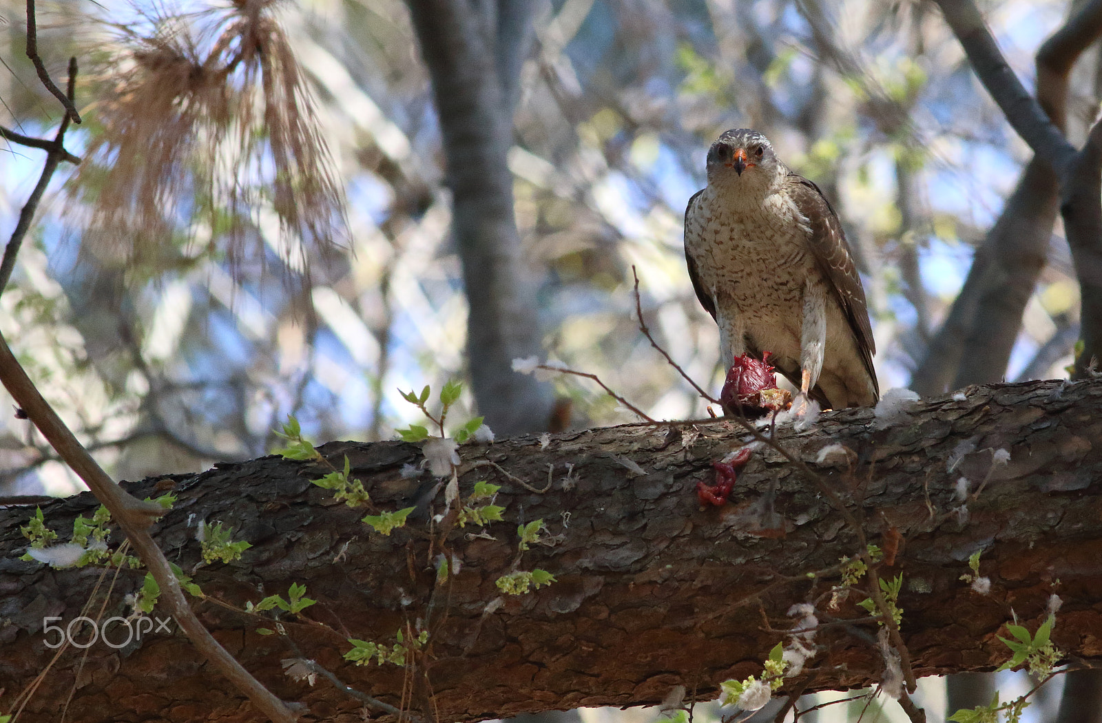 Canon EF 300mm f/4L sample photo. Sparrowhawk in the shadows photography