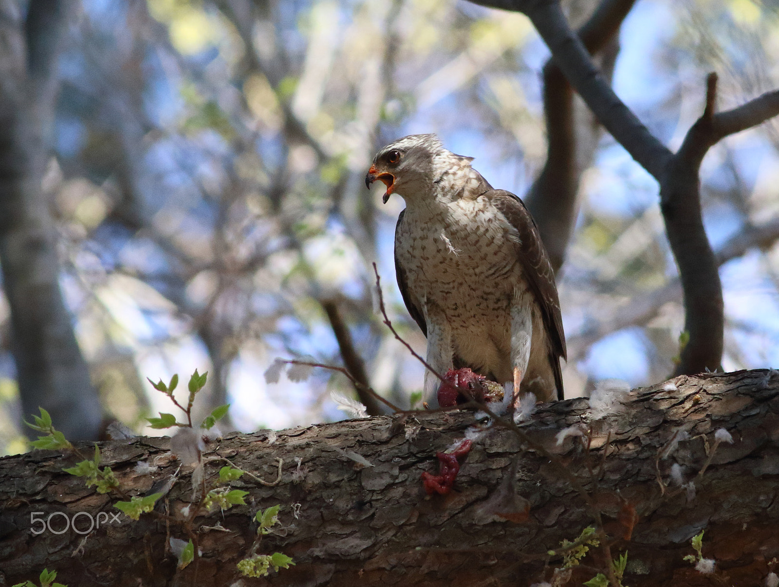 Canon EF 300mm f/4L sample photo. Sparrowhawk in the shadows photography