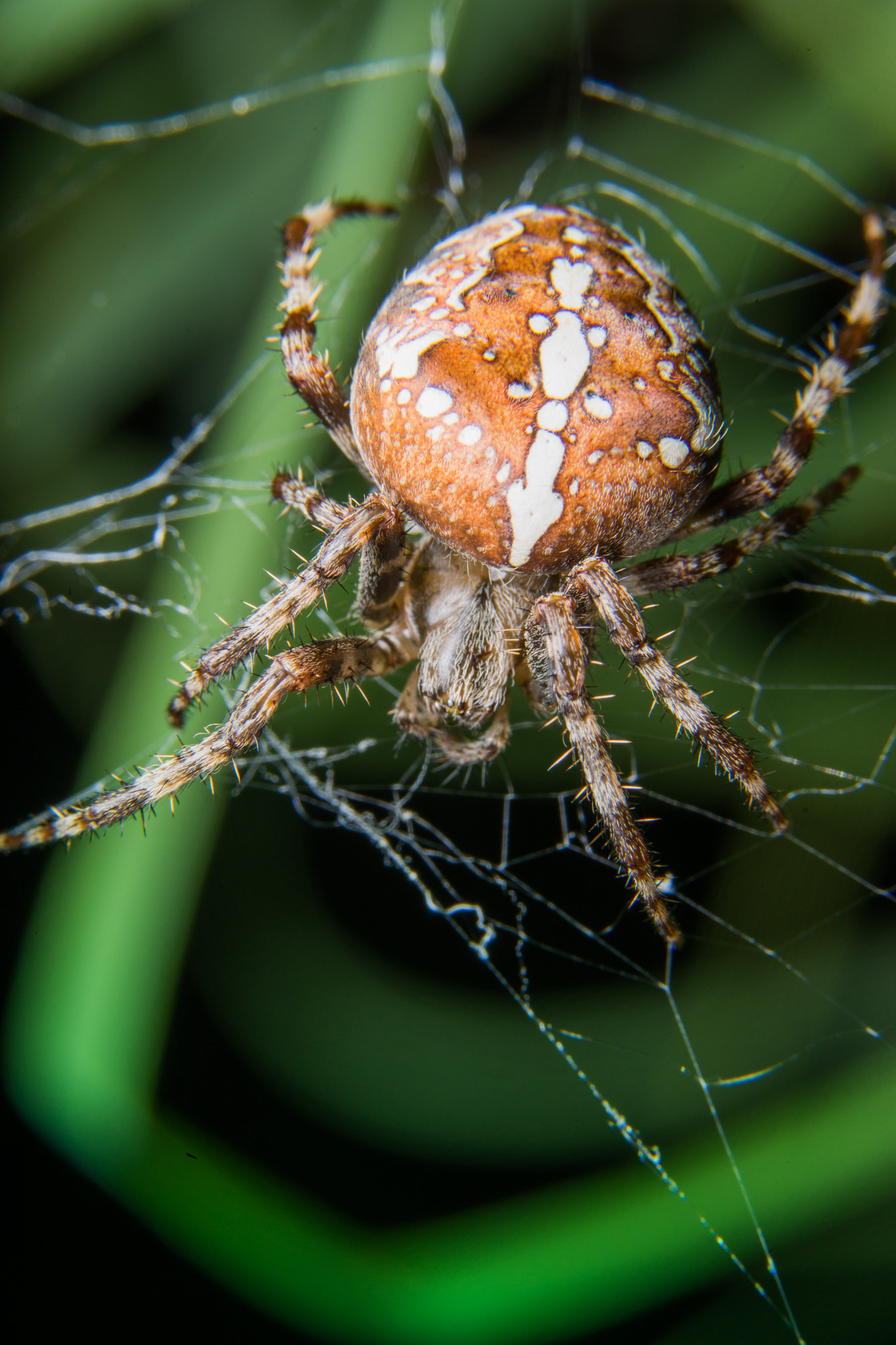 Sony a99 II + 90mm F2.8 Macro SSM sample photo. Garden spider photography