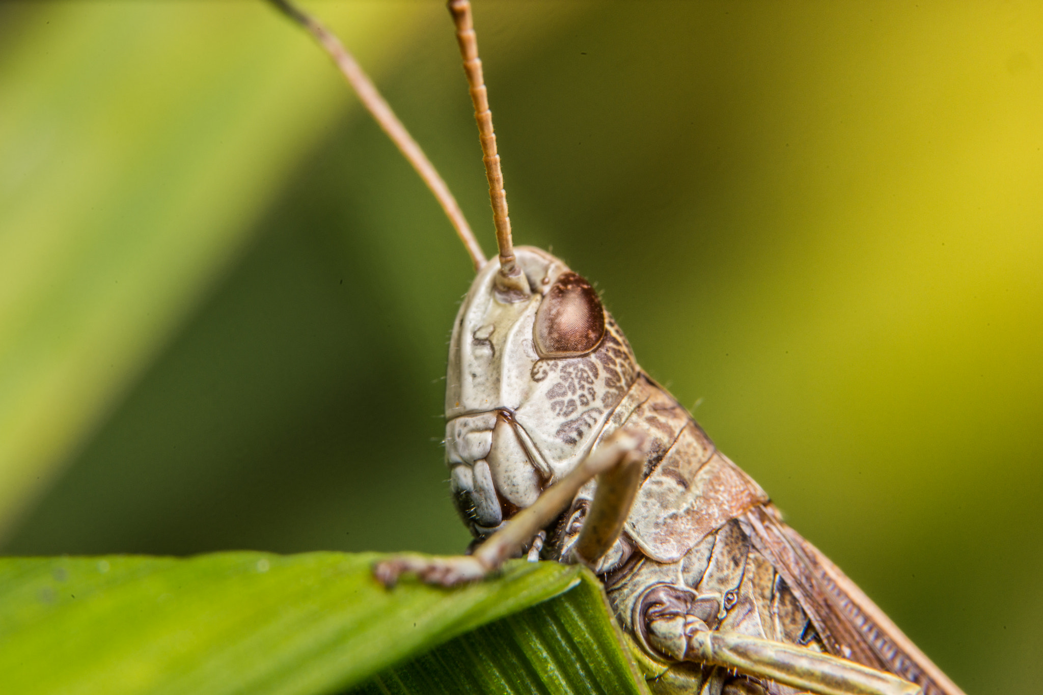 Sony a99 II + 90mm F2.8 Macro SSM sample photo. Grasshopper photography